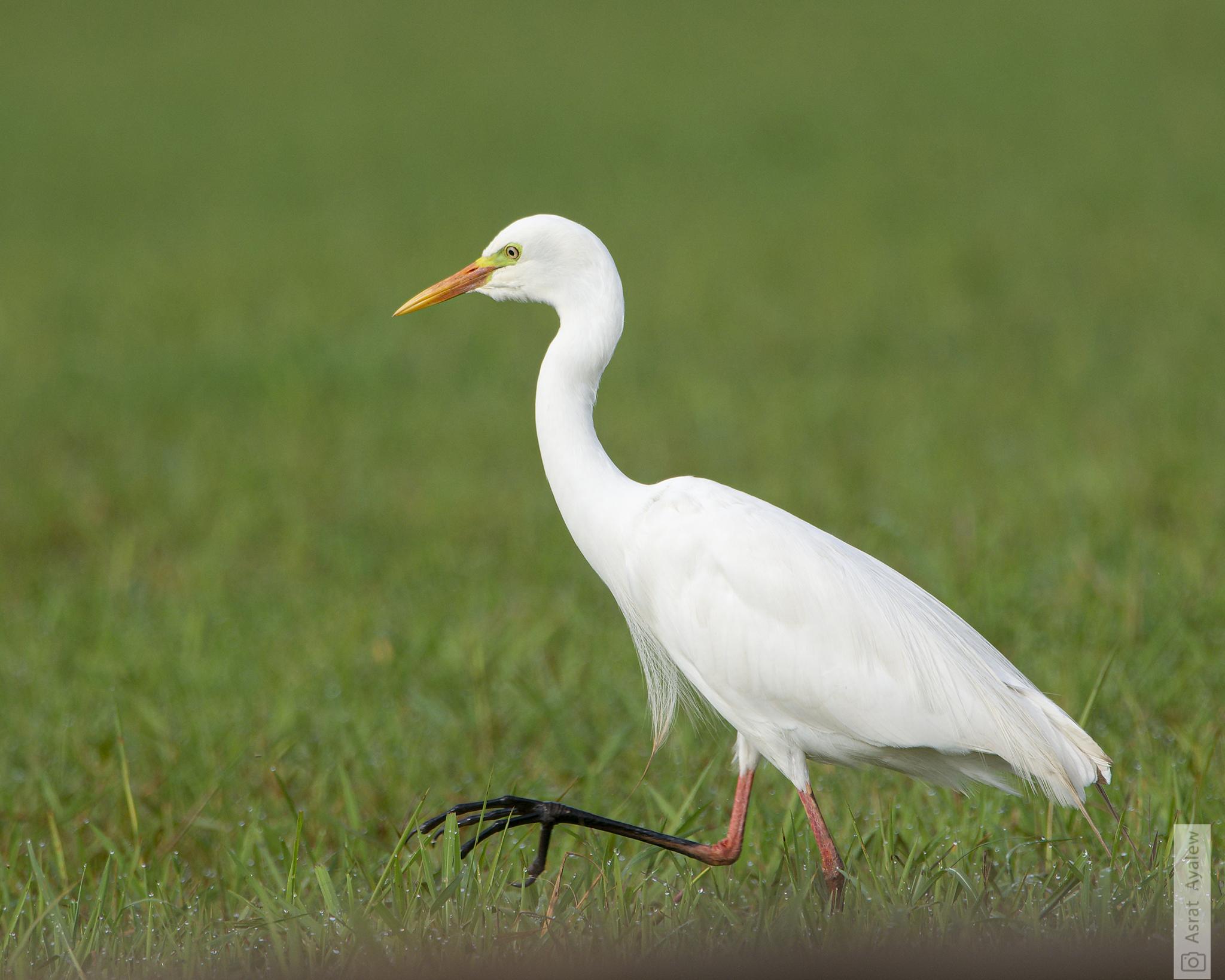 Yellow-billed Egret