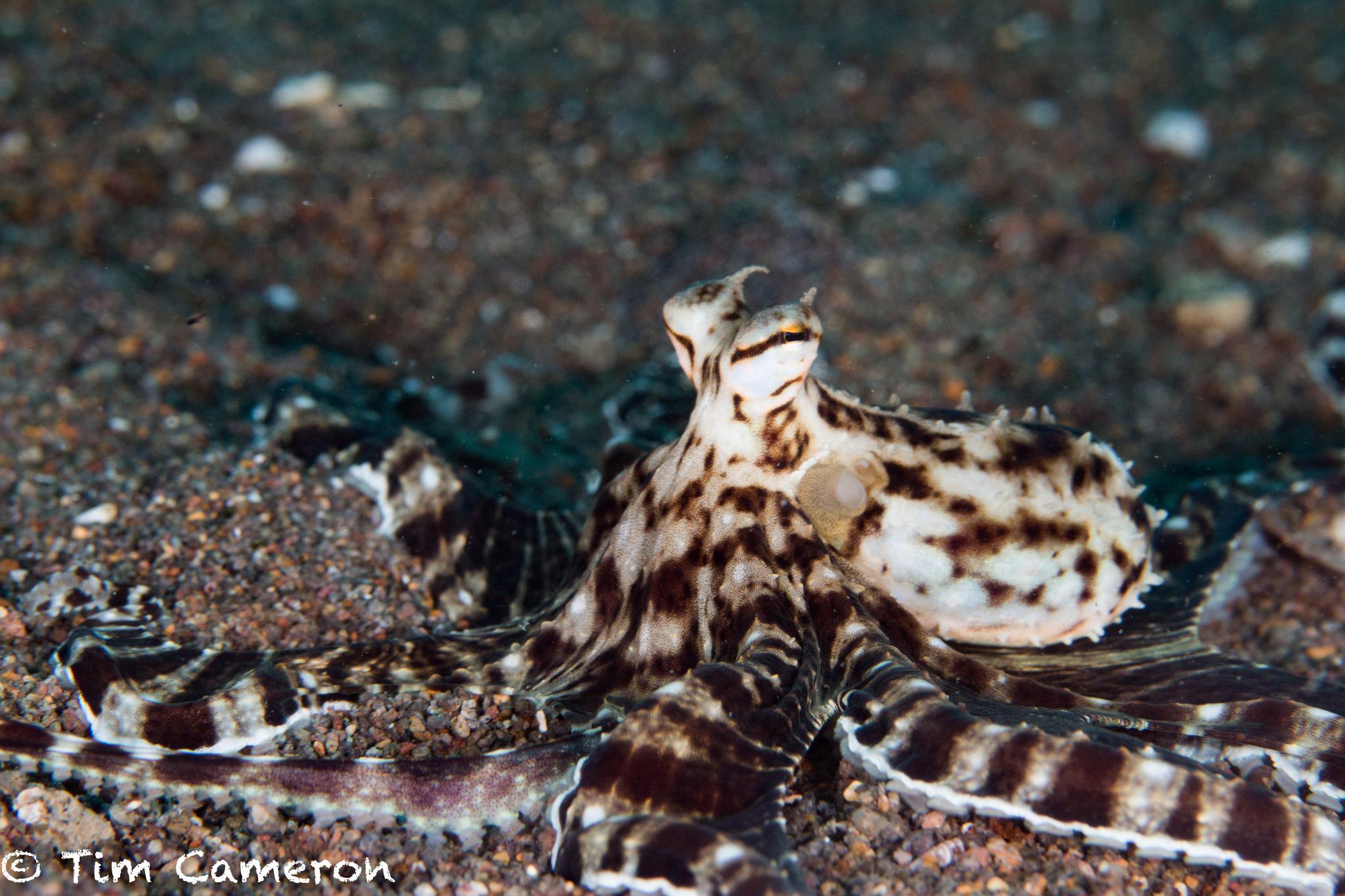 Pulpo mimico
