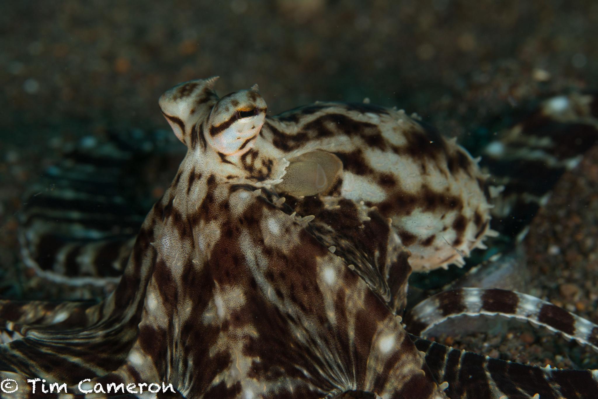 Pulpo mimico