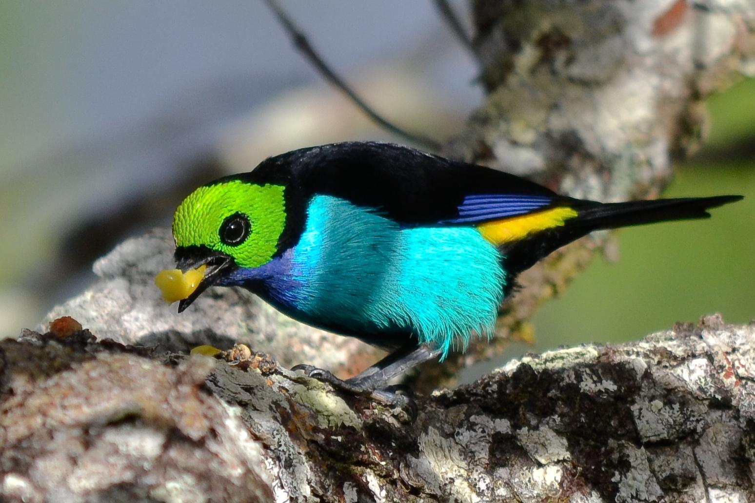 Paradise Tanager