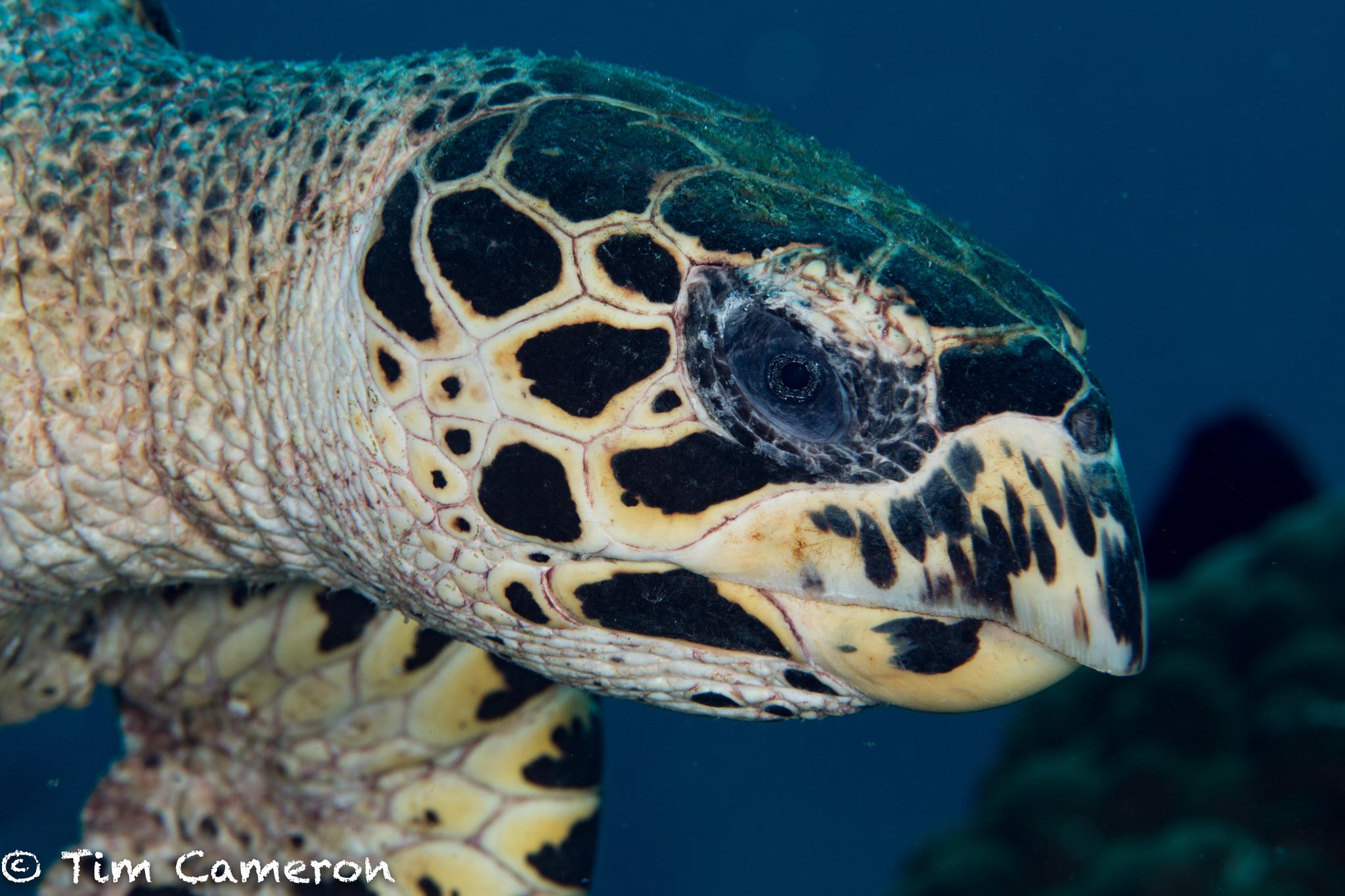 Tortuga carey