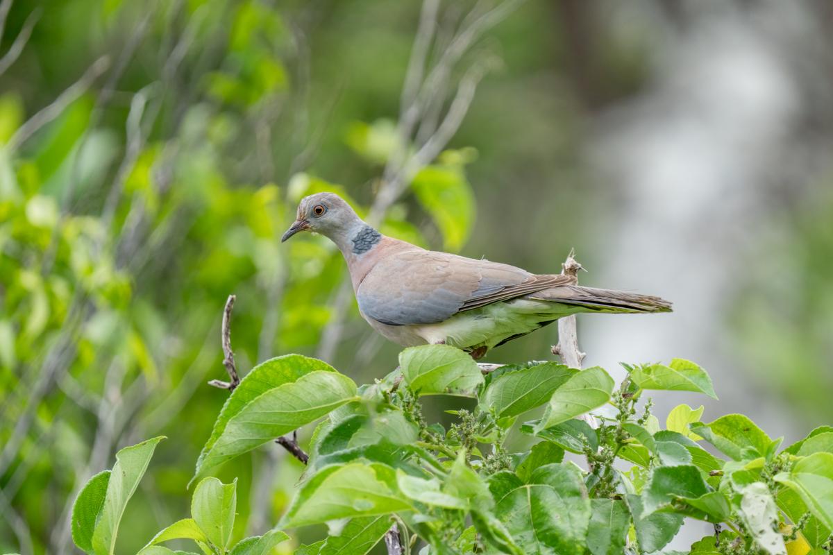 Philippine Collared-Dove