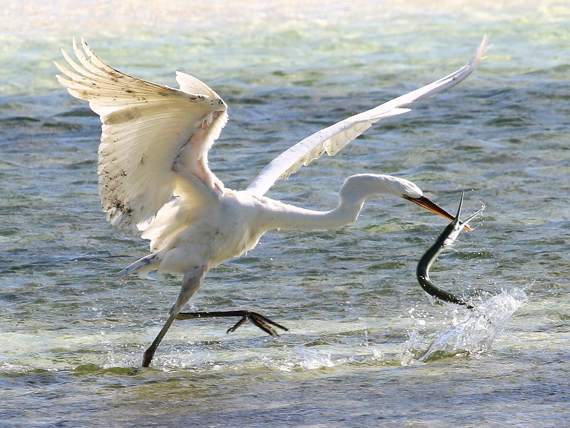 Pelícanos, garzas, ibis y parientes