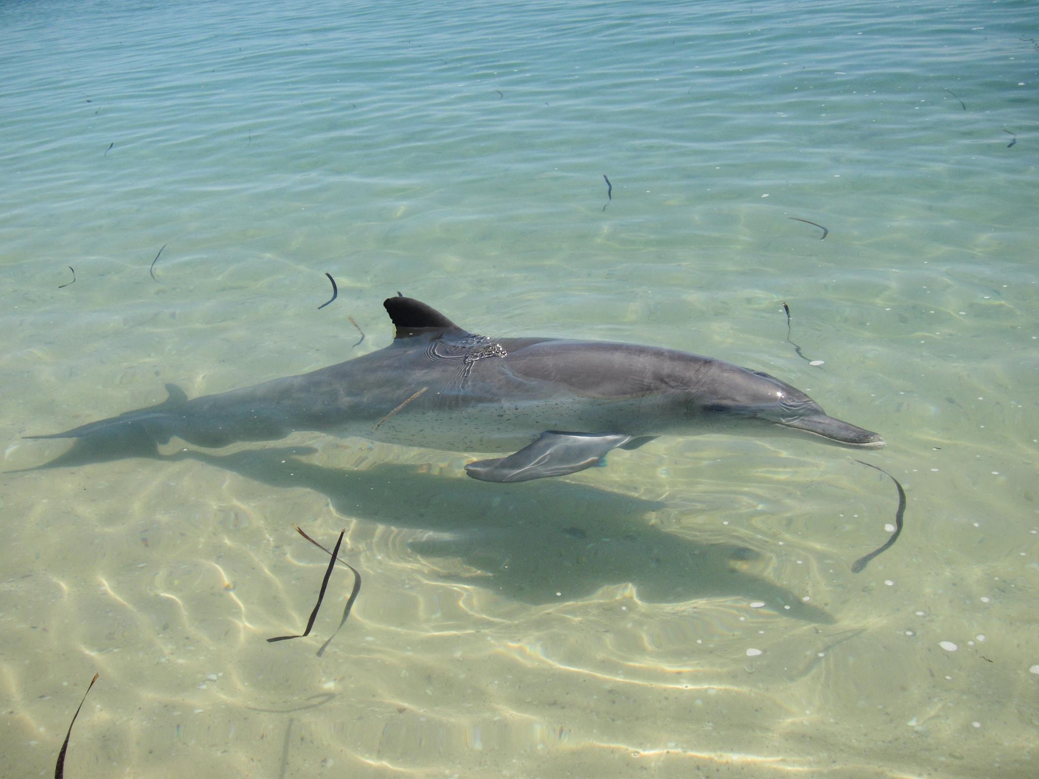 Delfin mular del océano índico