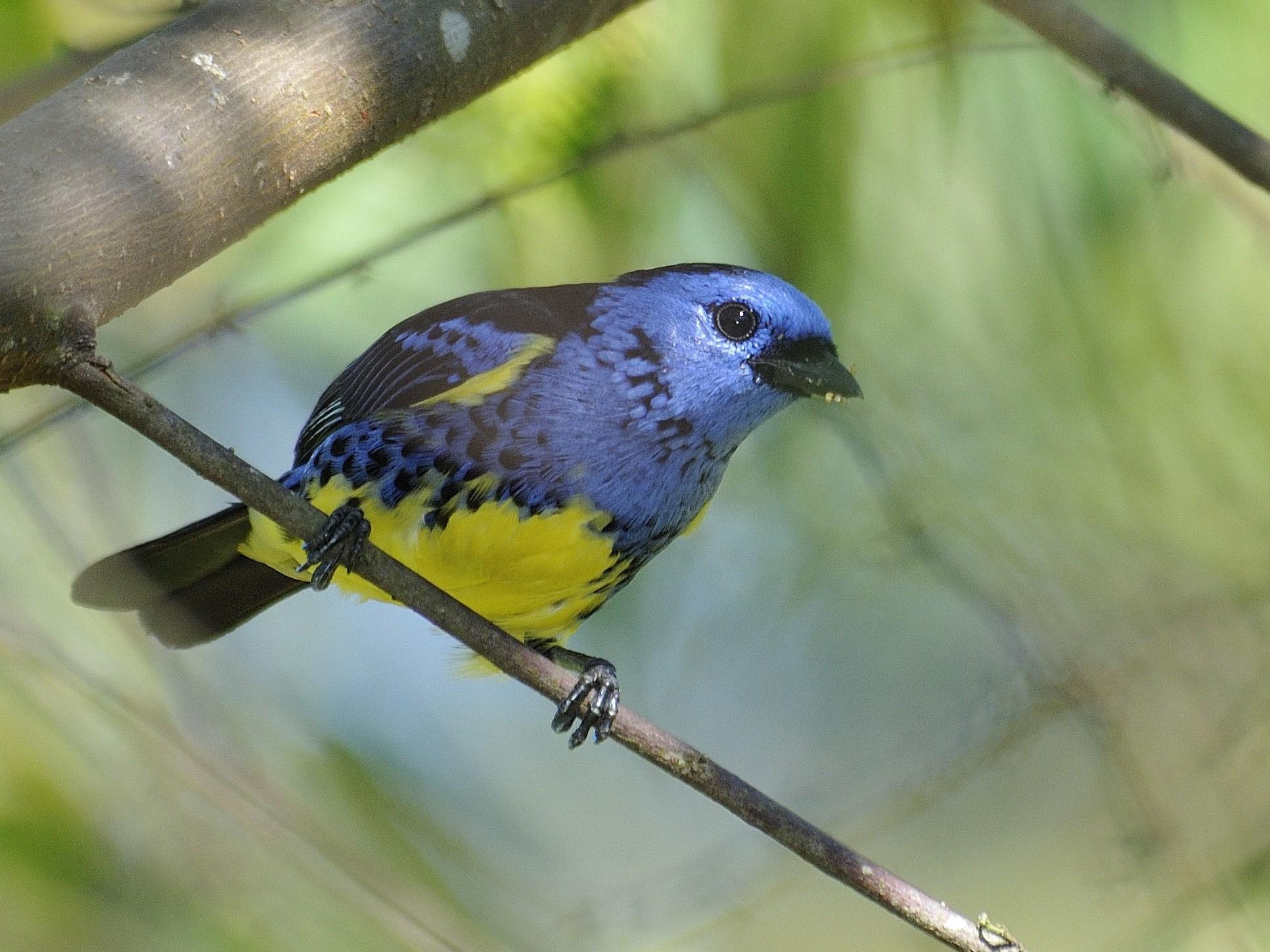 Turquoise Tanager