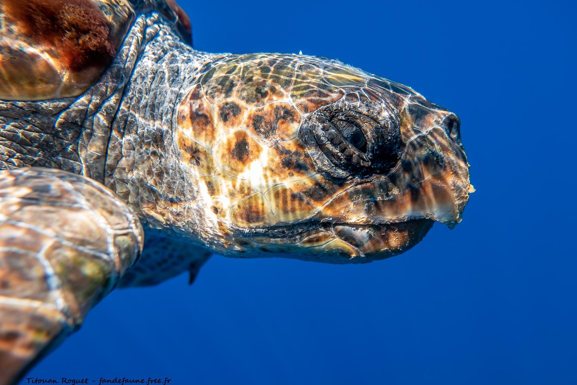Tortuga caguama
