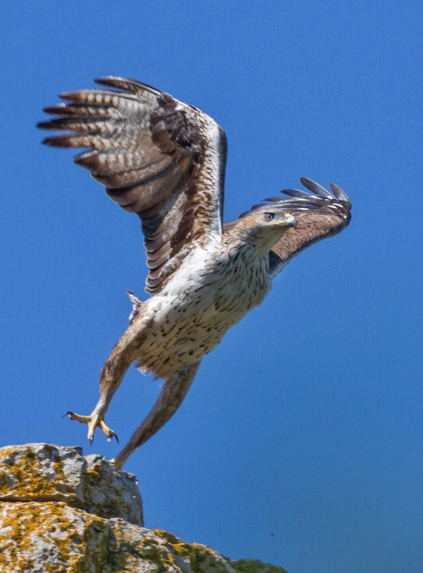 Águila perdicera