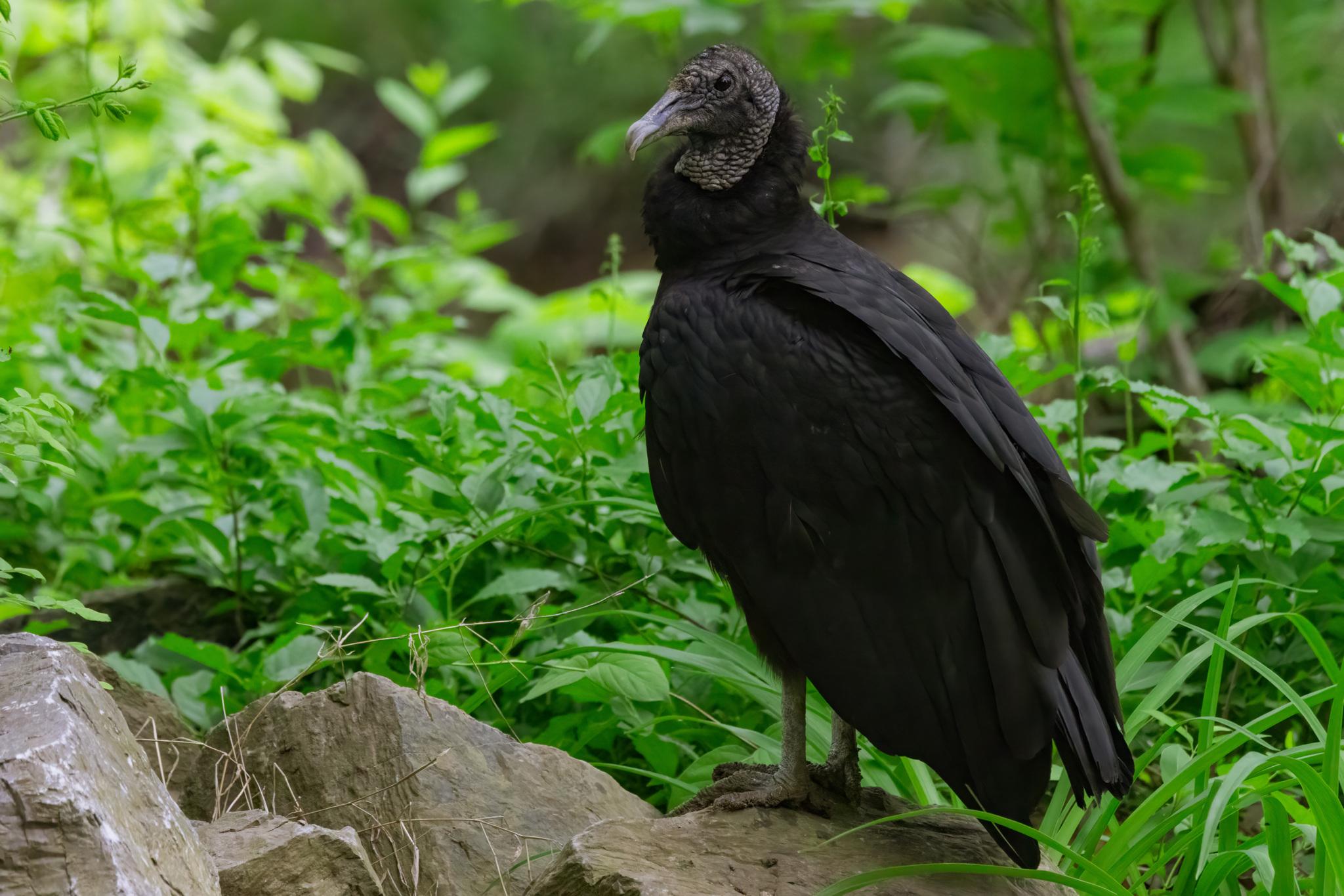 Black Vulture