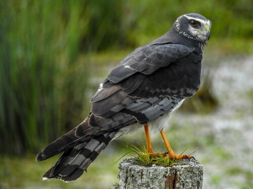 Aguilucho de Azara