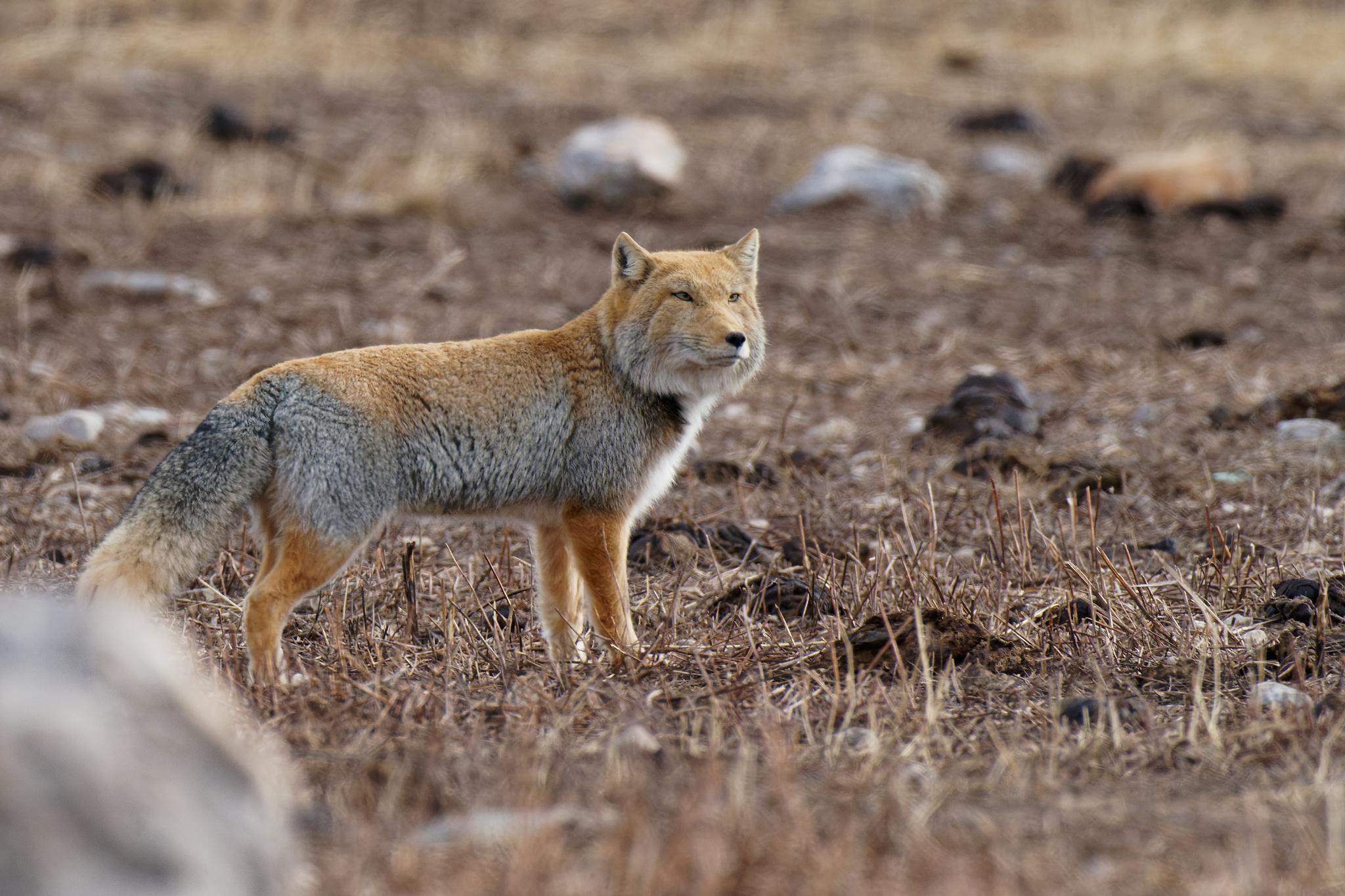 Tibetan Fox