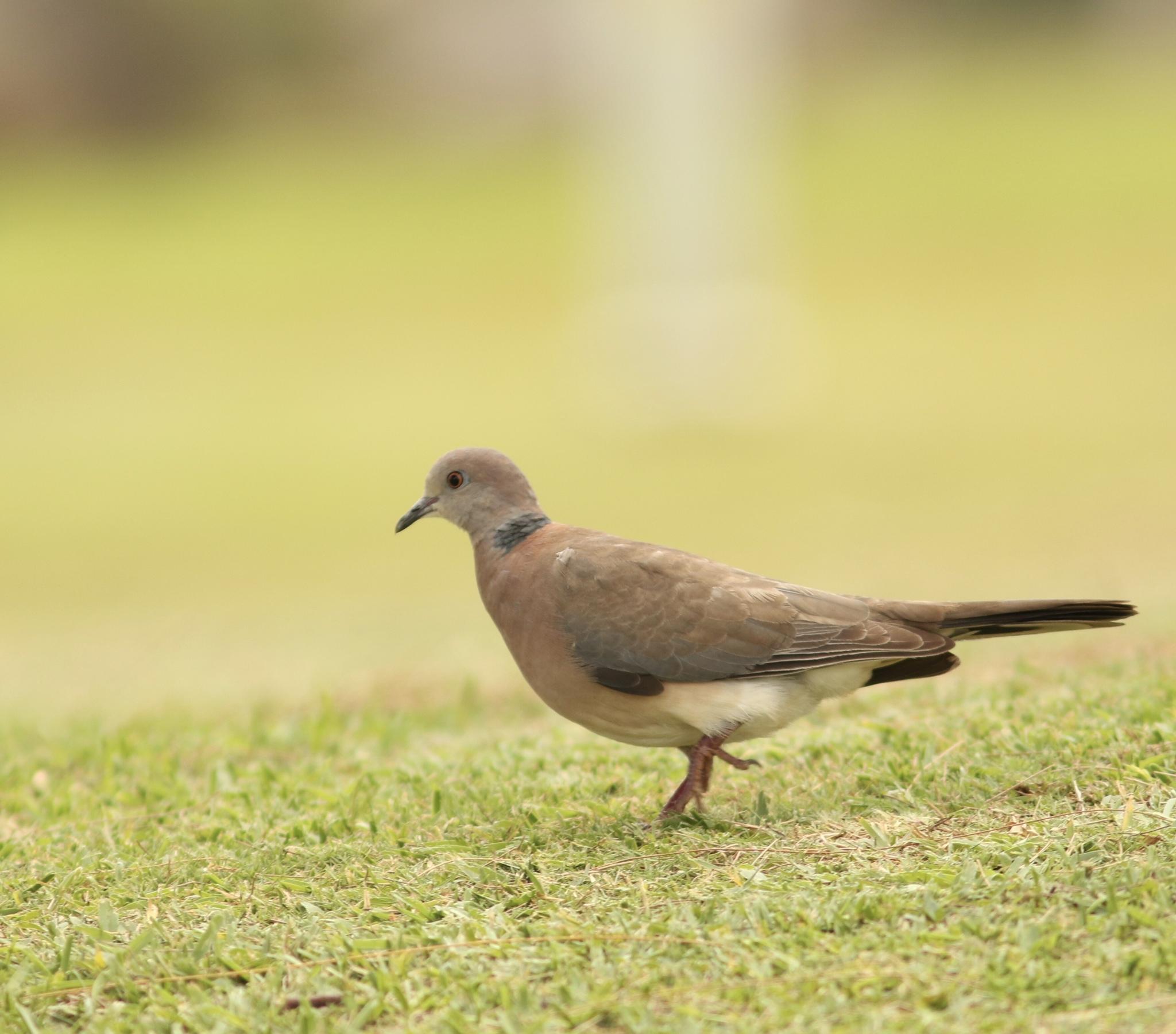 Philippine Collared-Dove