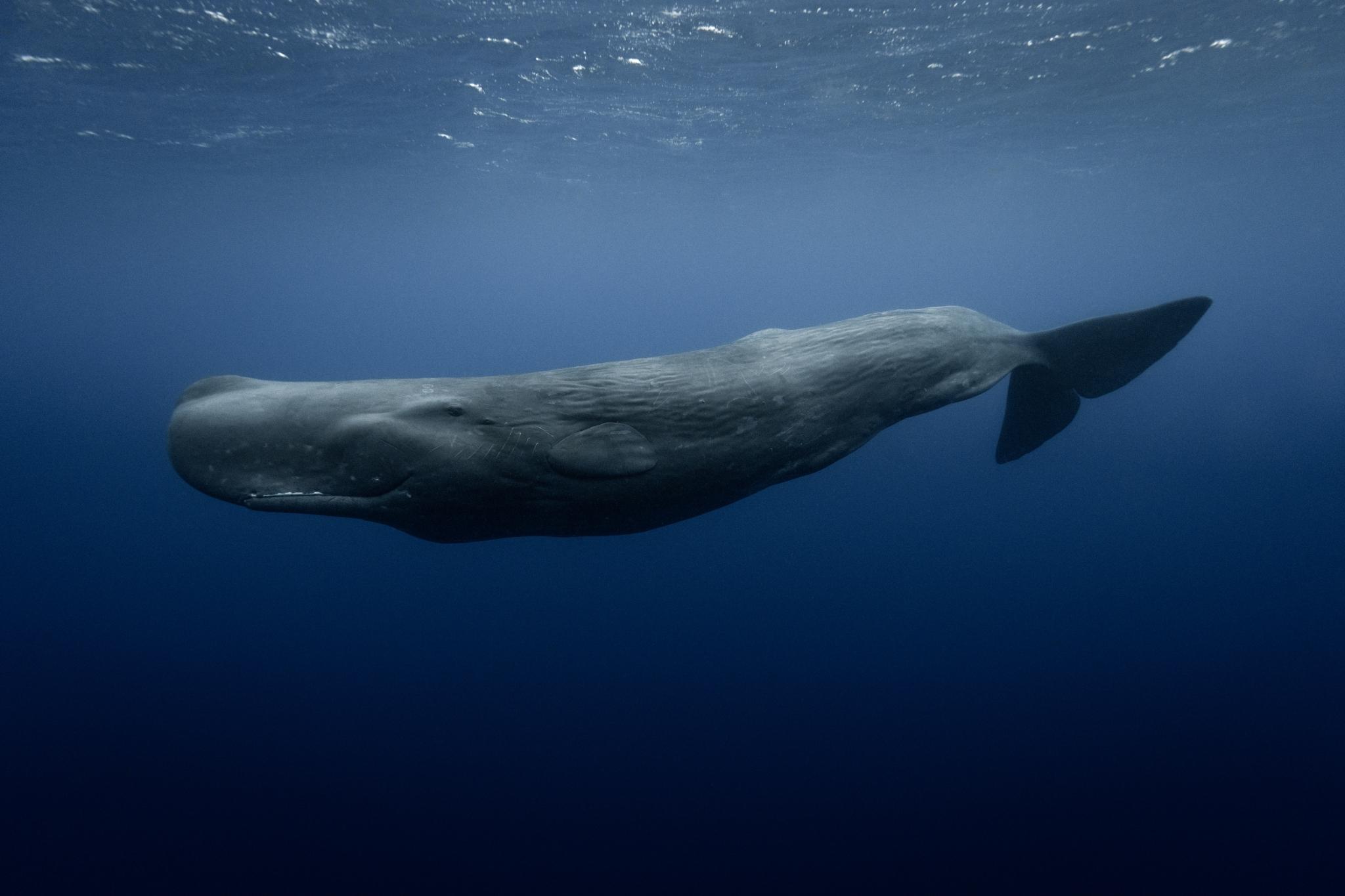 Ballena de esperma