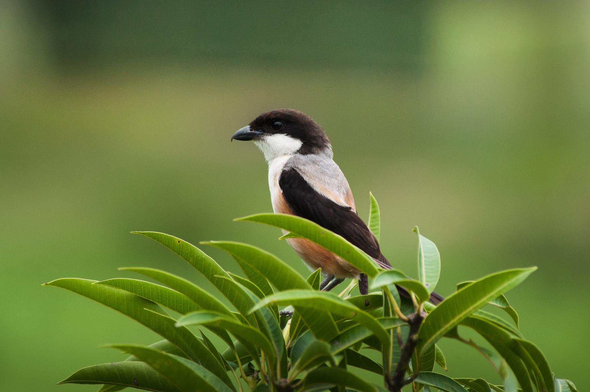 Long-tailed Shrike