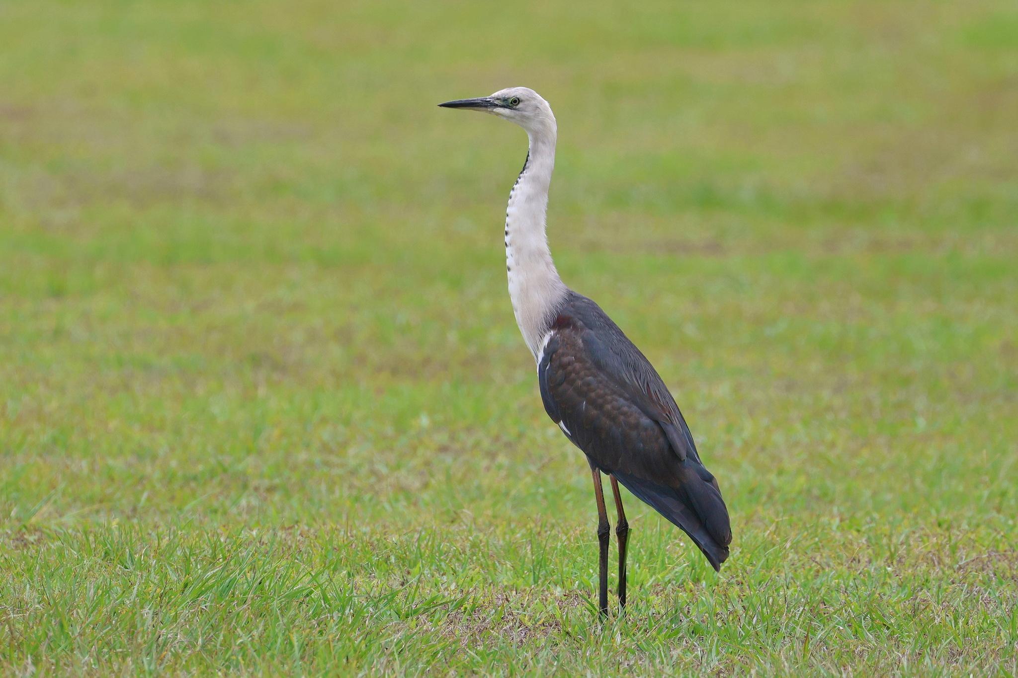 Garza de Cuello Blanco