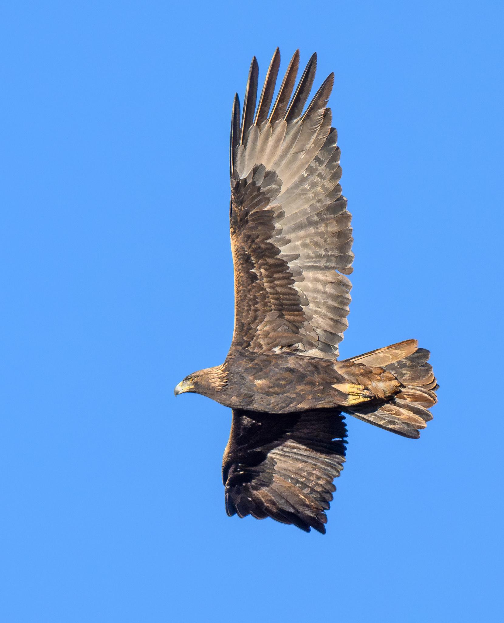 Águila real