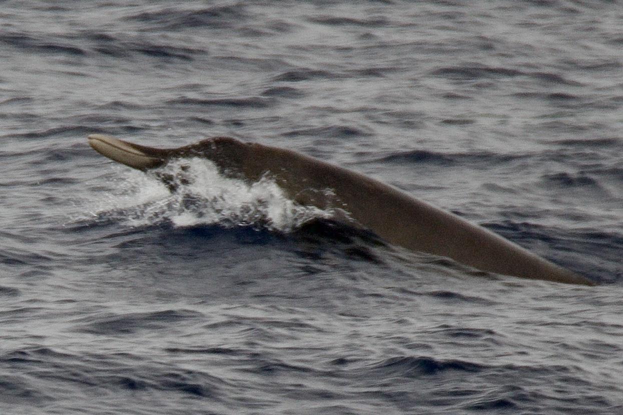 Strap-toothed Beaked Whale
