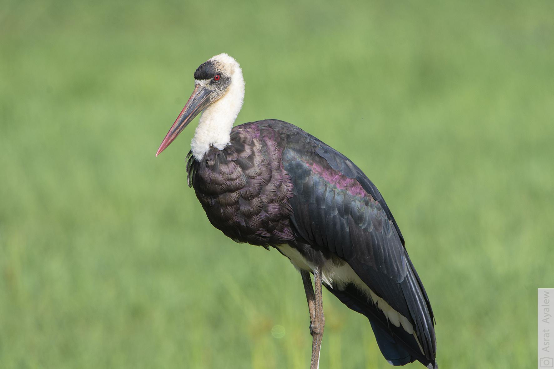 Cigüeña lanuda africana