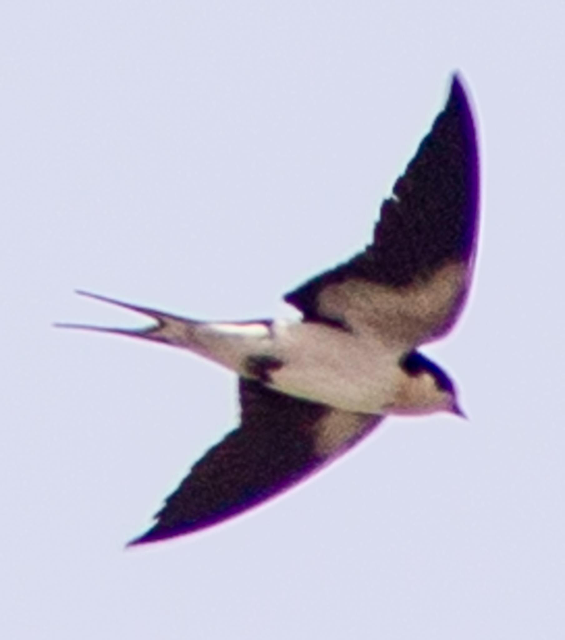 Golondrina Etiópica