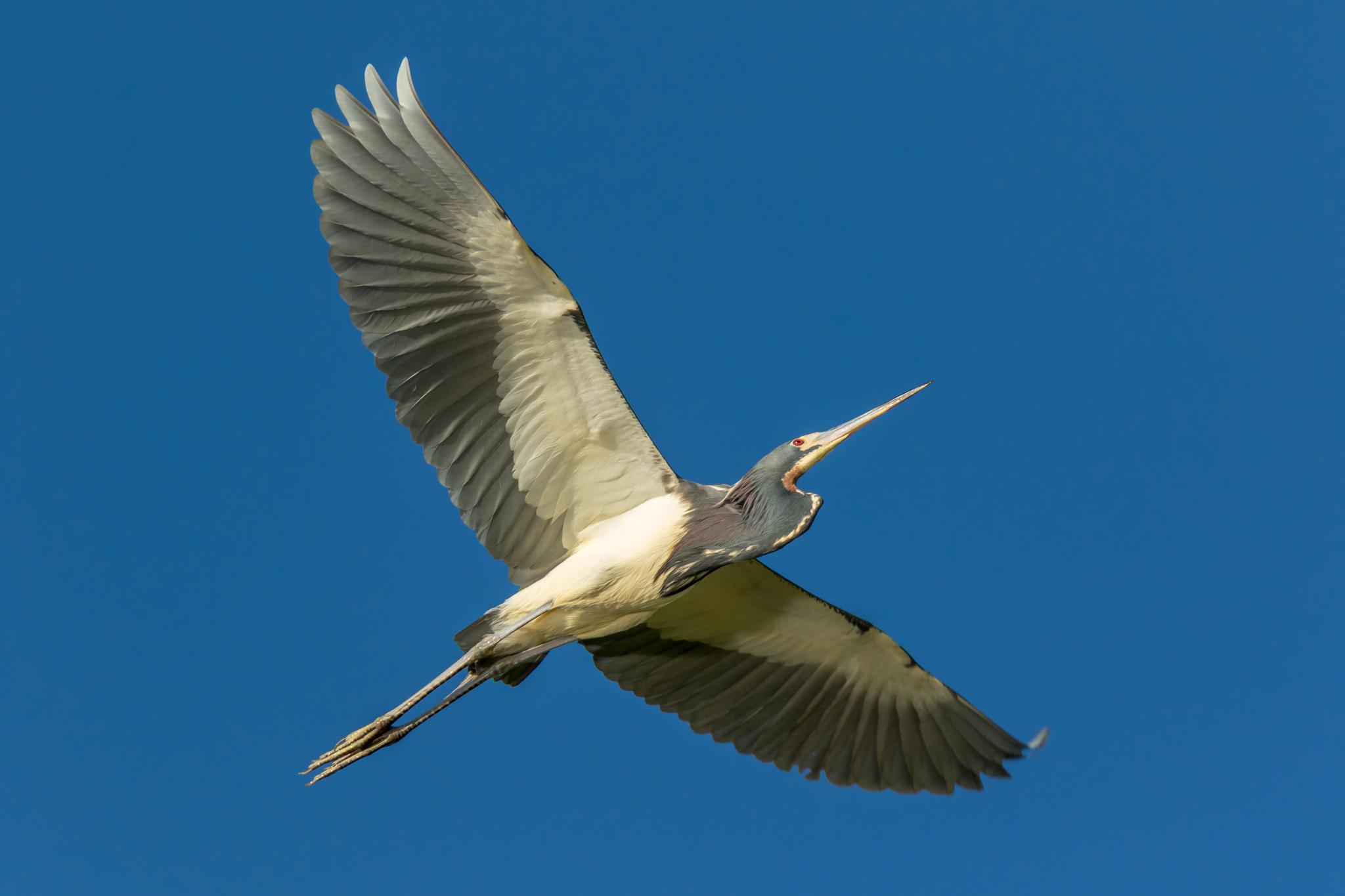 Tricolored Heron