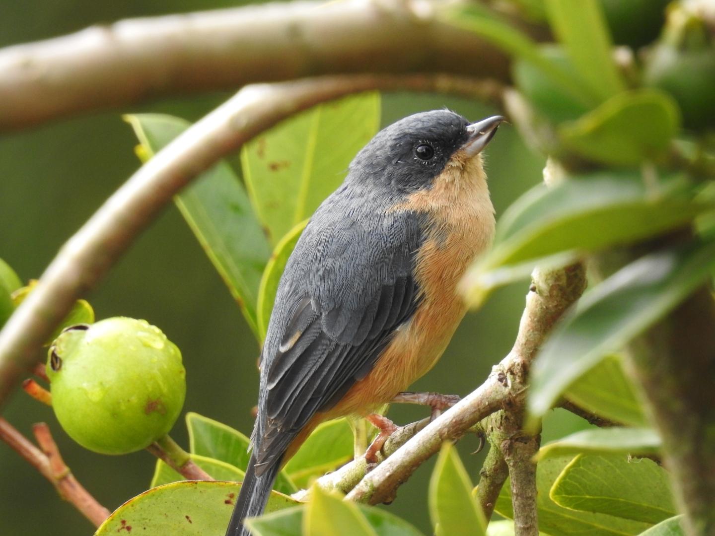Rusty Flowerpiercer