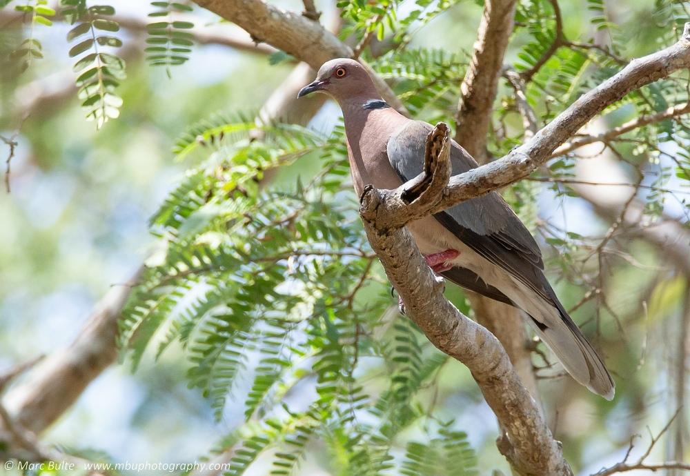 Sunda Collared-Dove