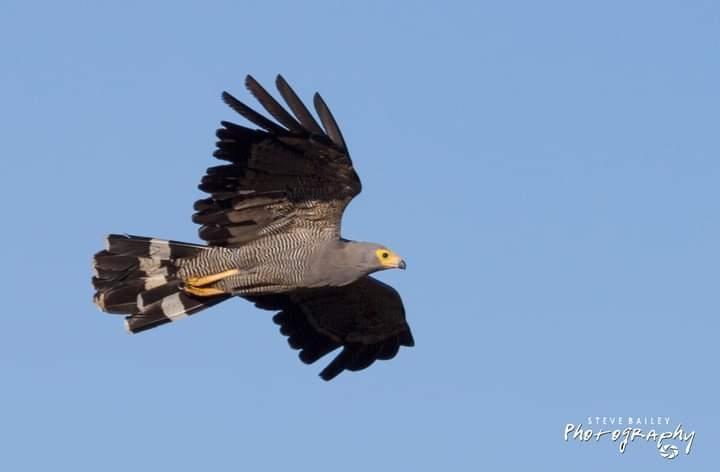 Hawks, Eagles, Kites, and Allies