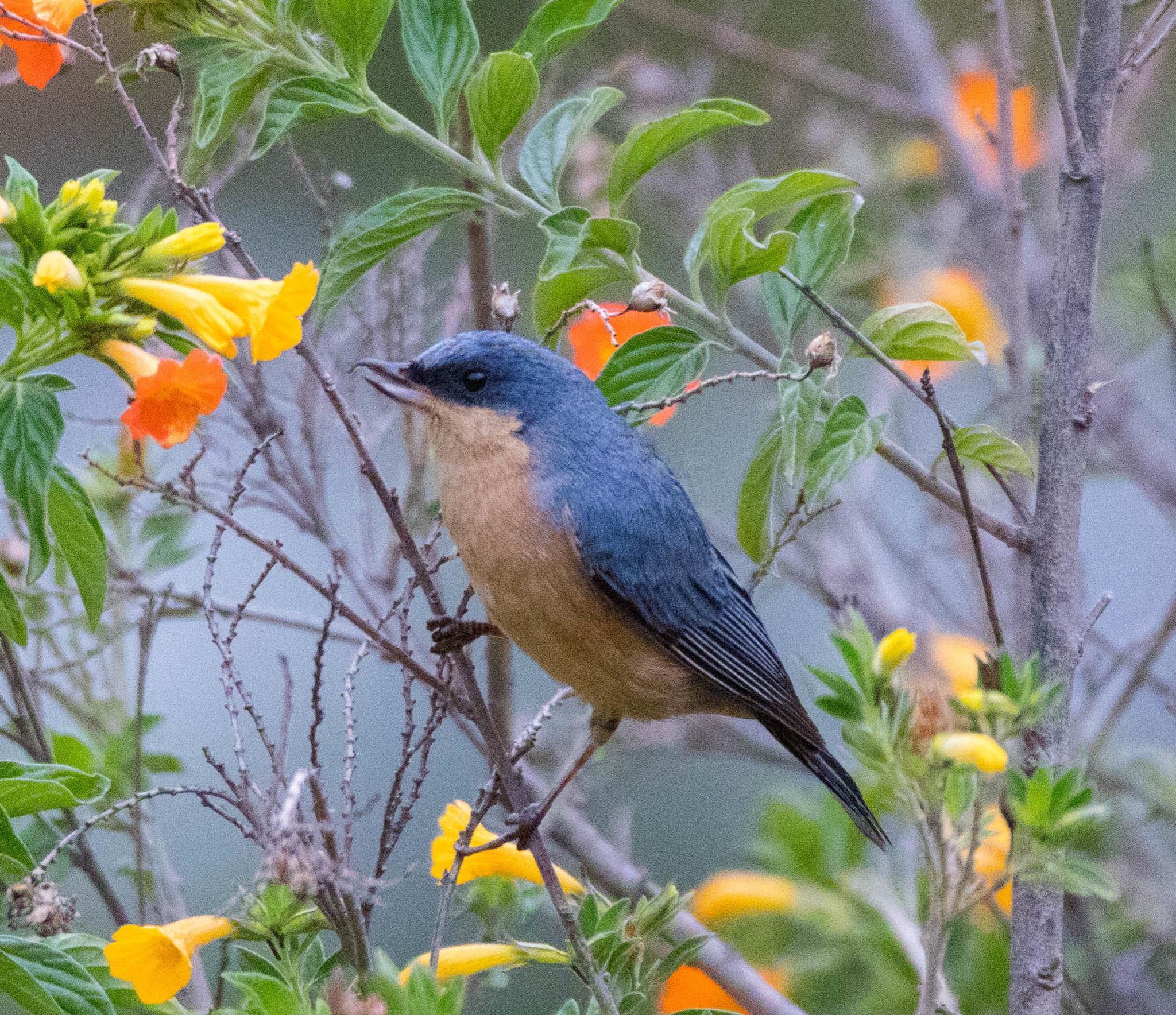 Rusty Flowerpiercer