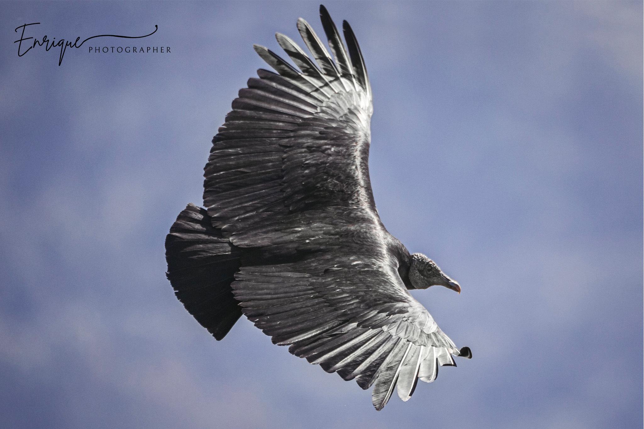 Black Vulture