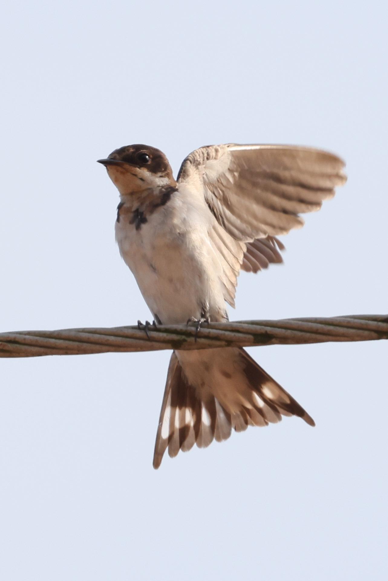Golondrina Etiópica
