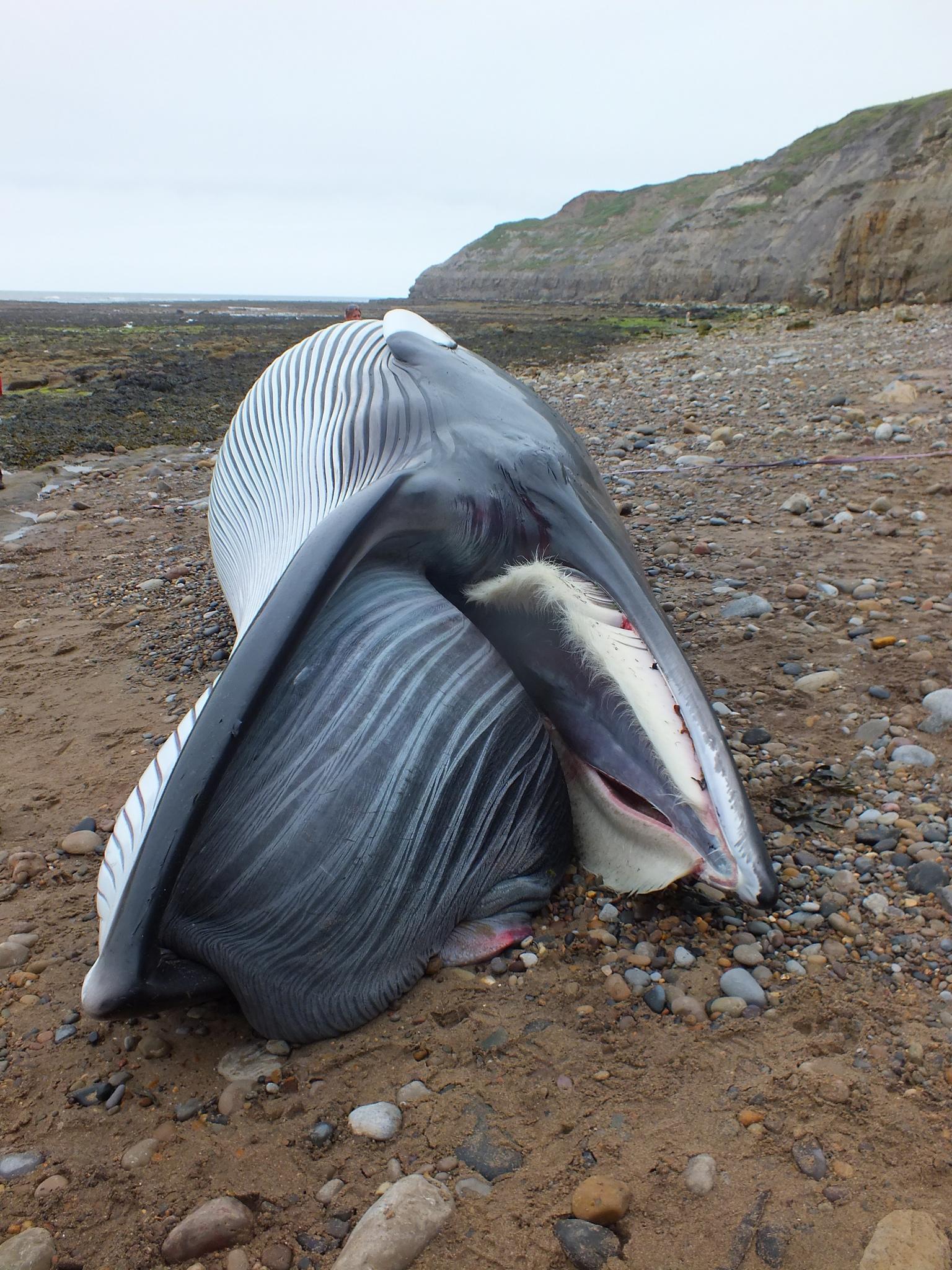 Ballena menor