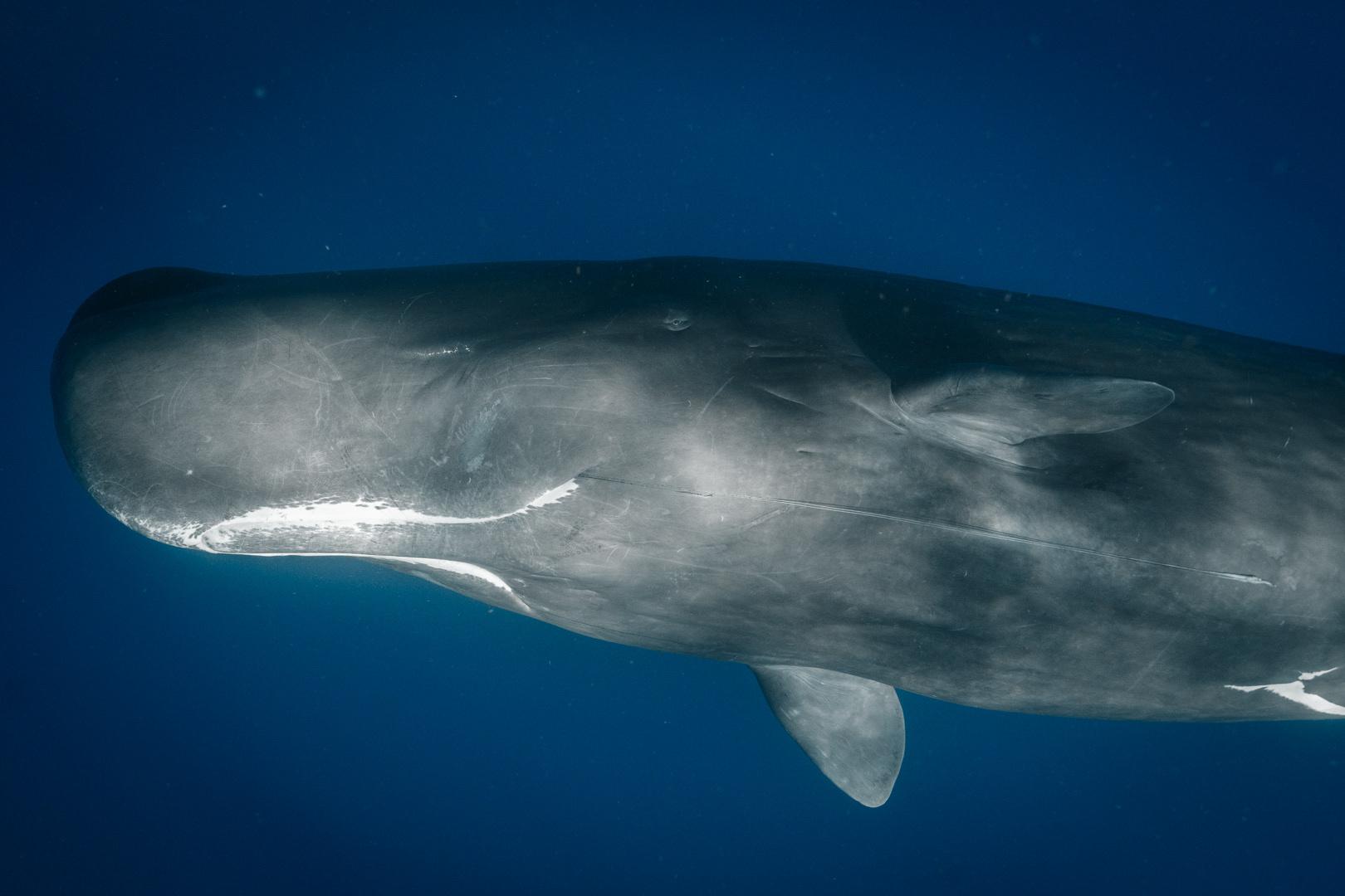 Ballena de esperma