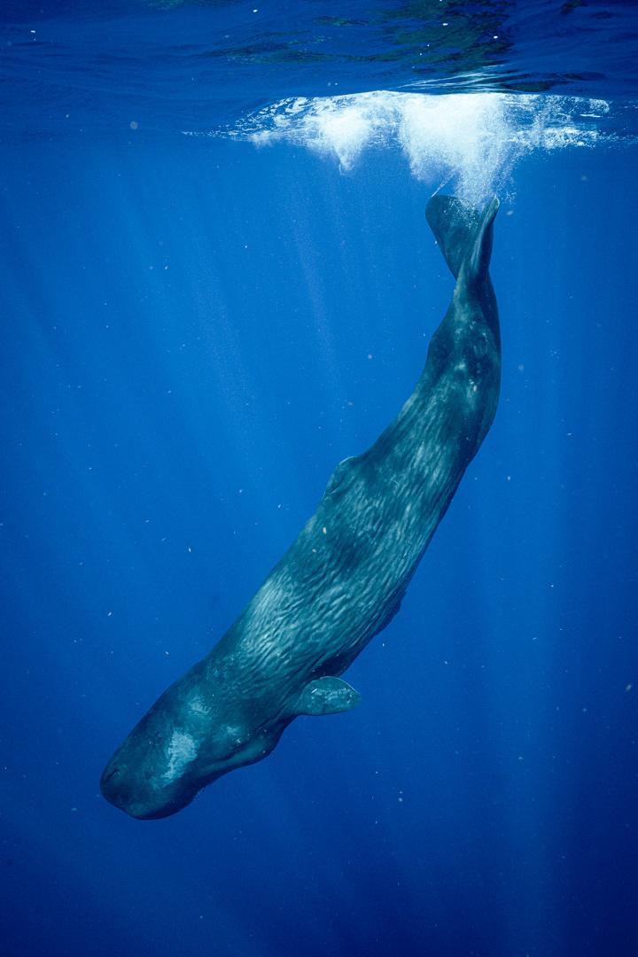Ballena de esperma
