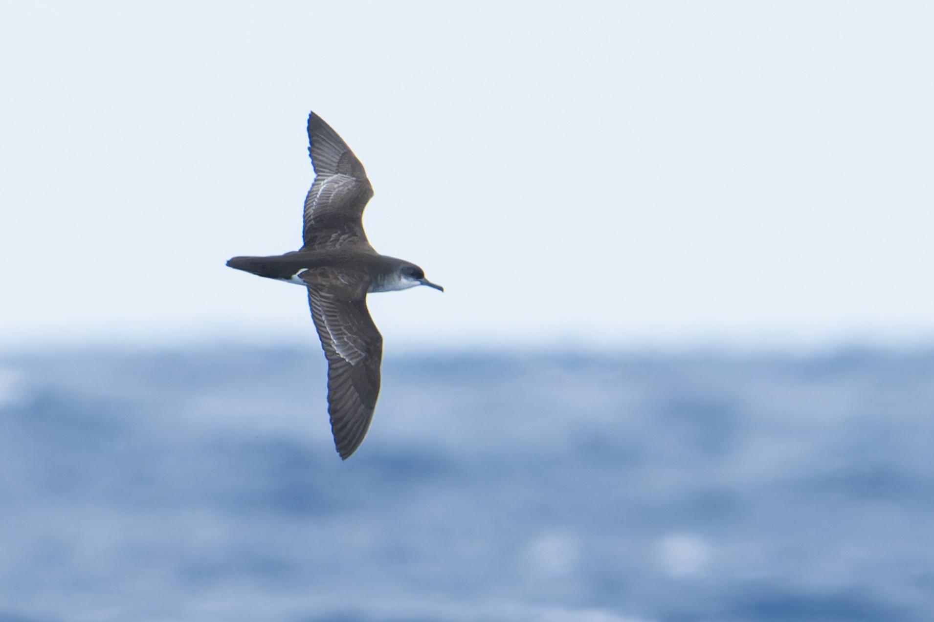Puffinus bailloni
