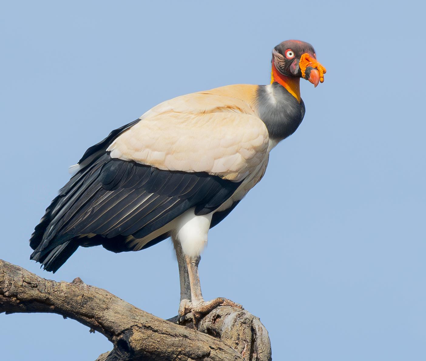 Zopilotes