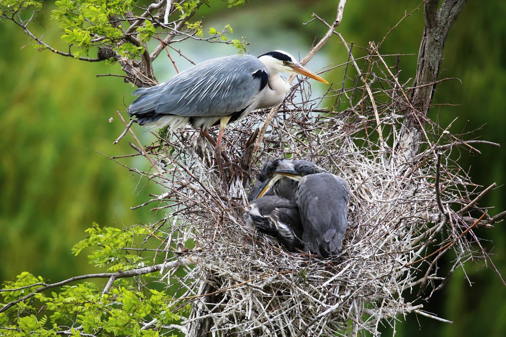 Grey Heron