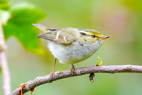 mosquitero de Pallas