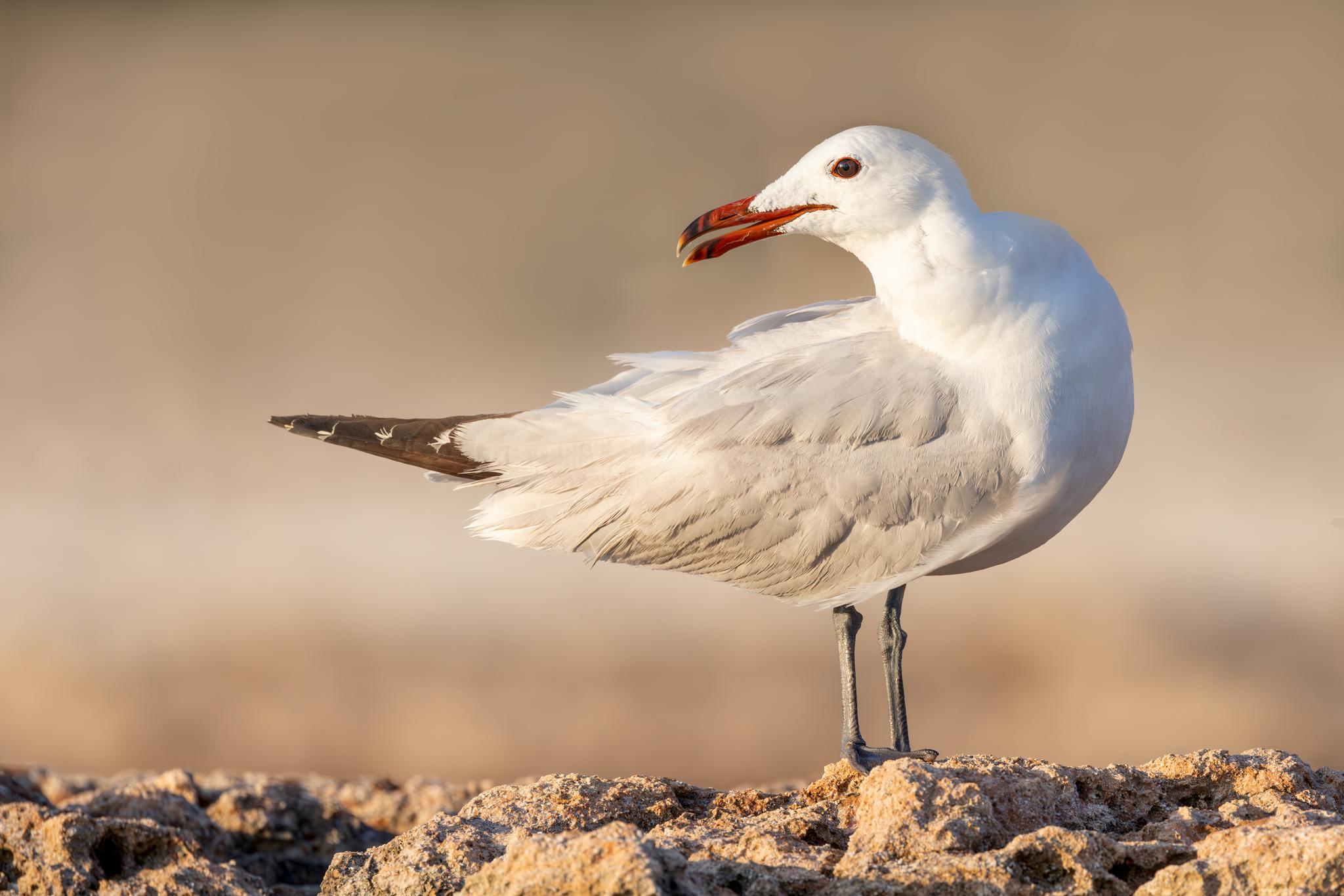 Gaviota de Audouin