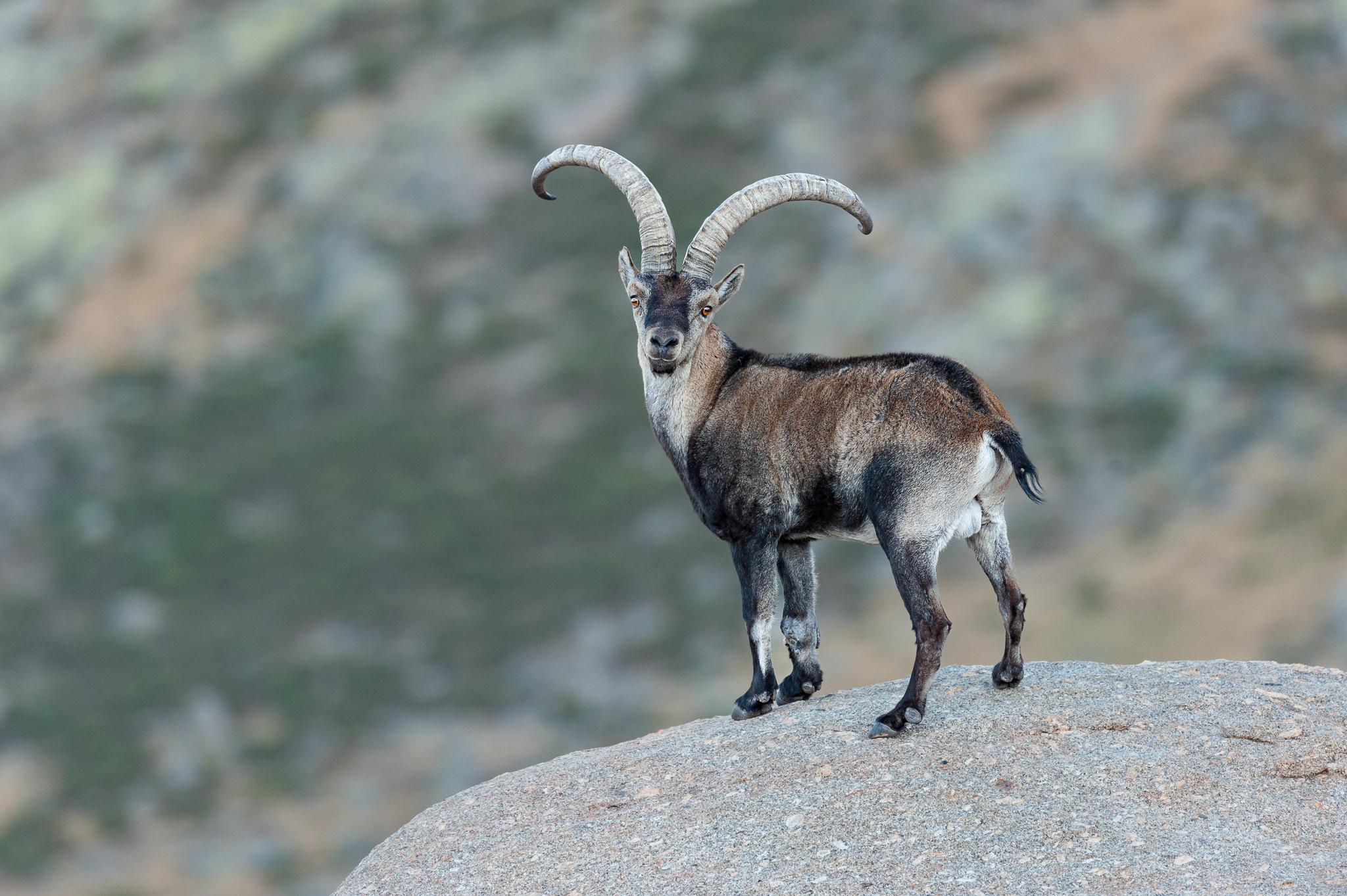 Cabra Montesa