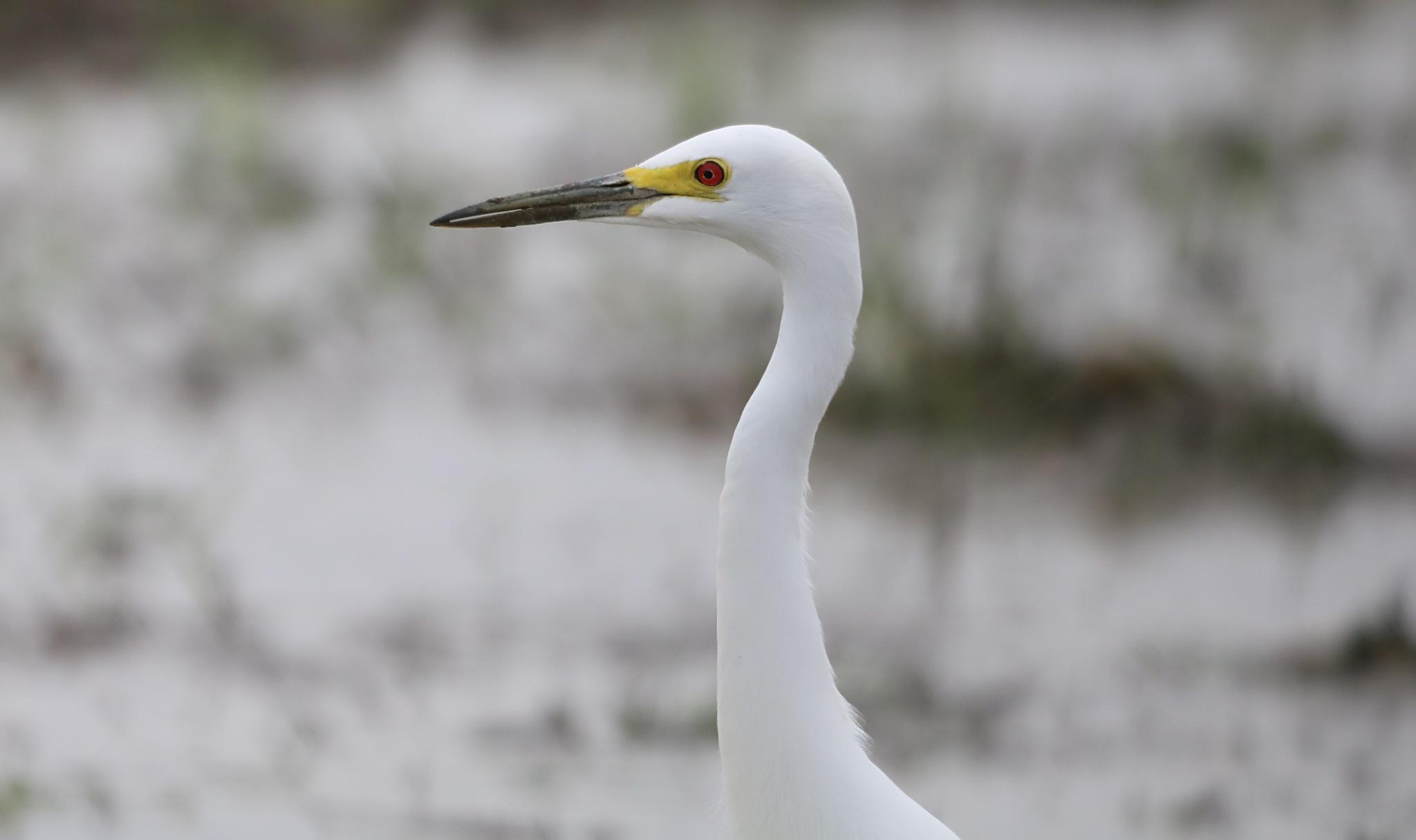 Medium Egret