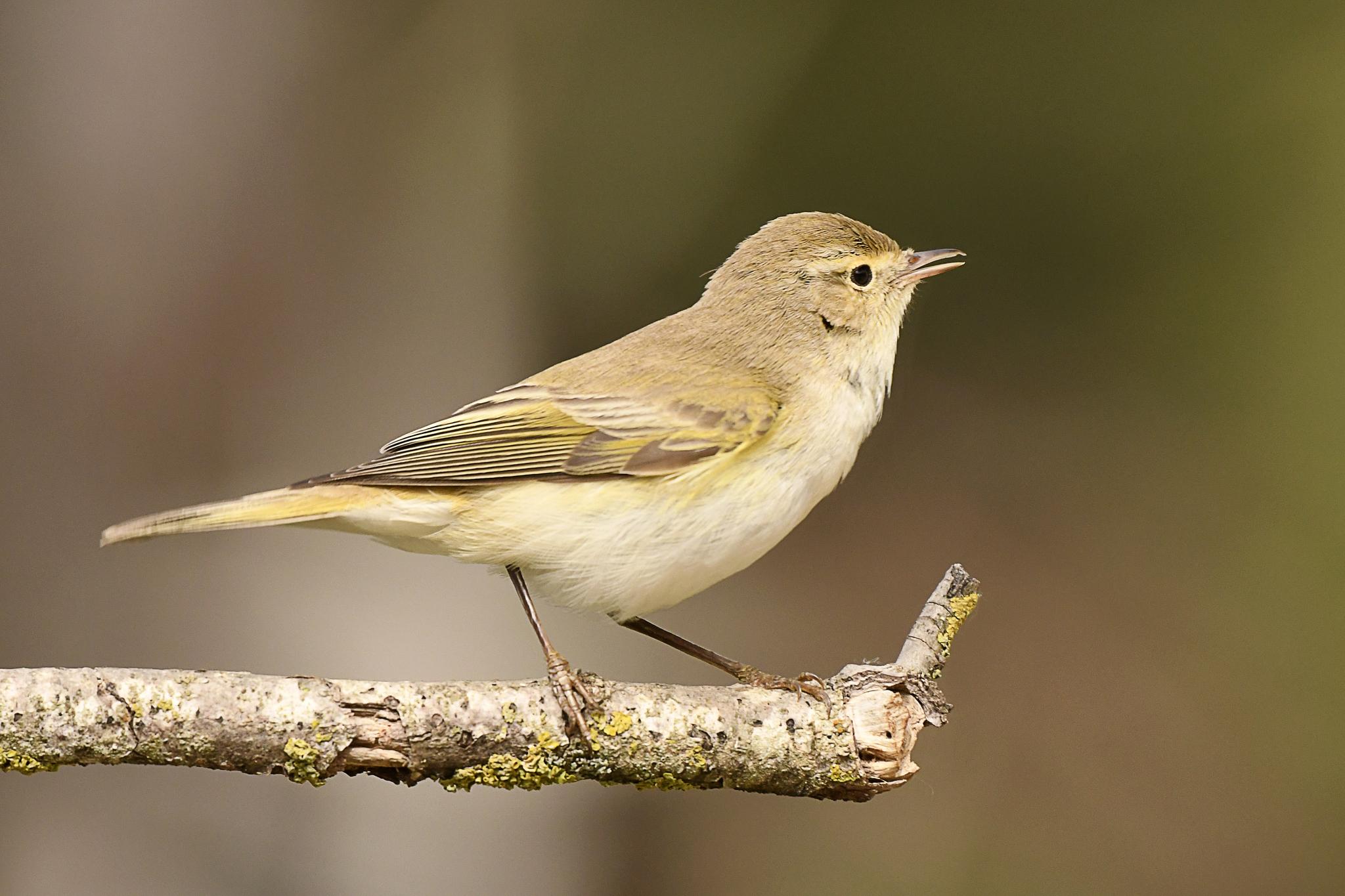 Mosquitero musical