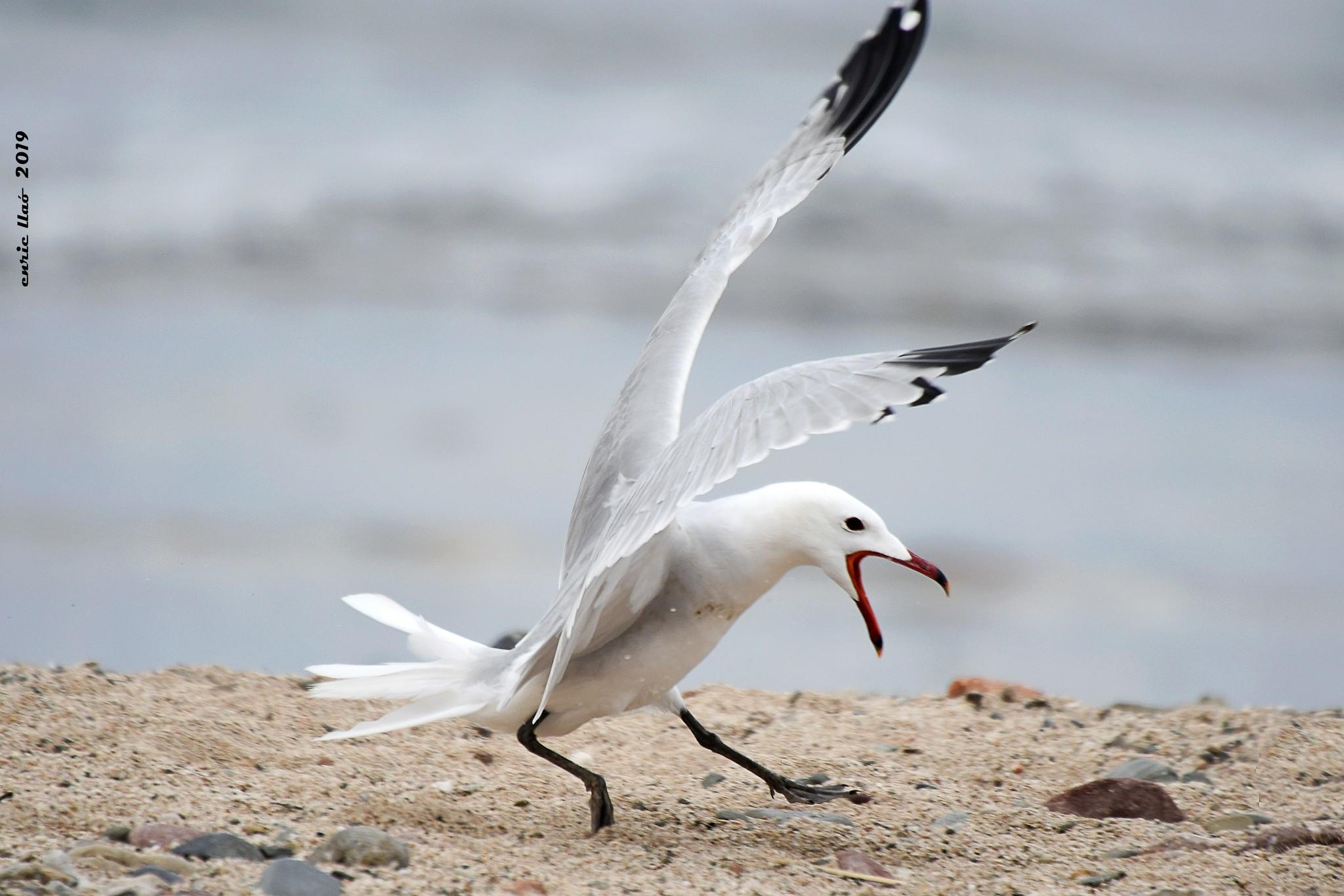 Gaviota de Audouin