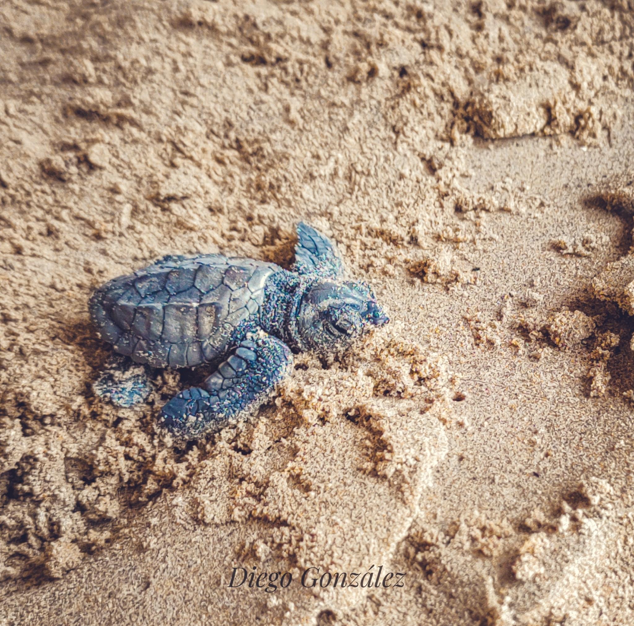 Tortuga lora