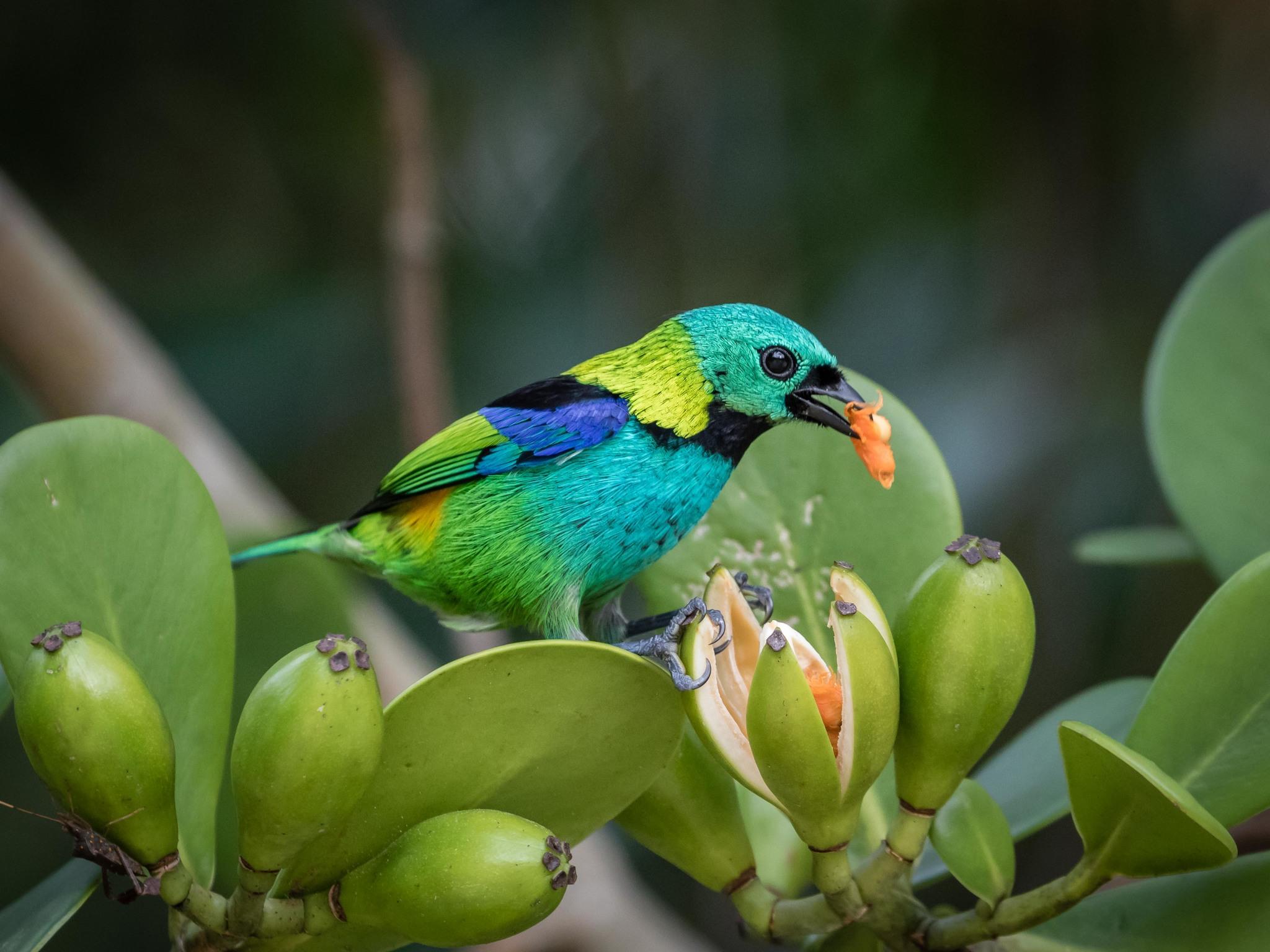 Green-headed Tanager