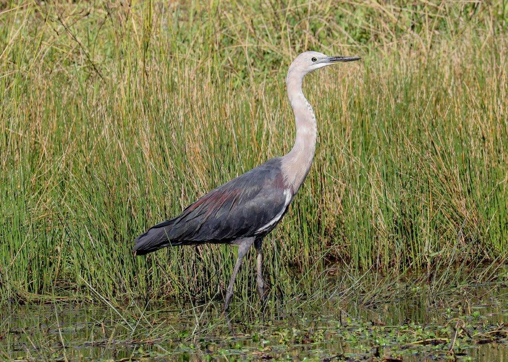 Garza de Cuello Blanco