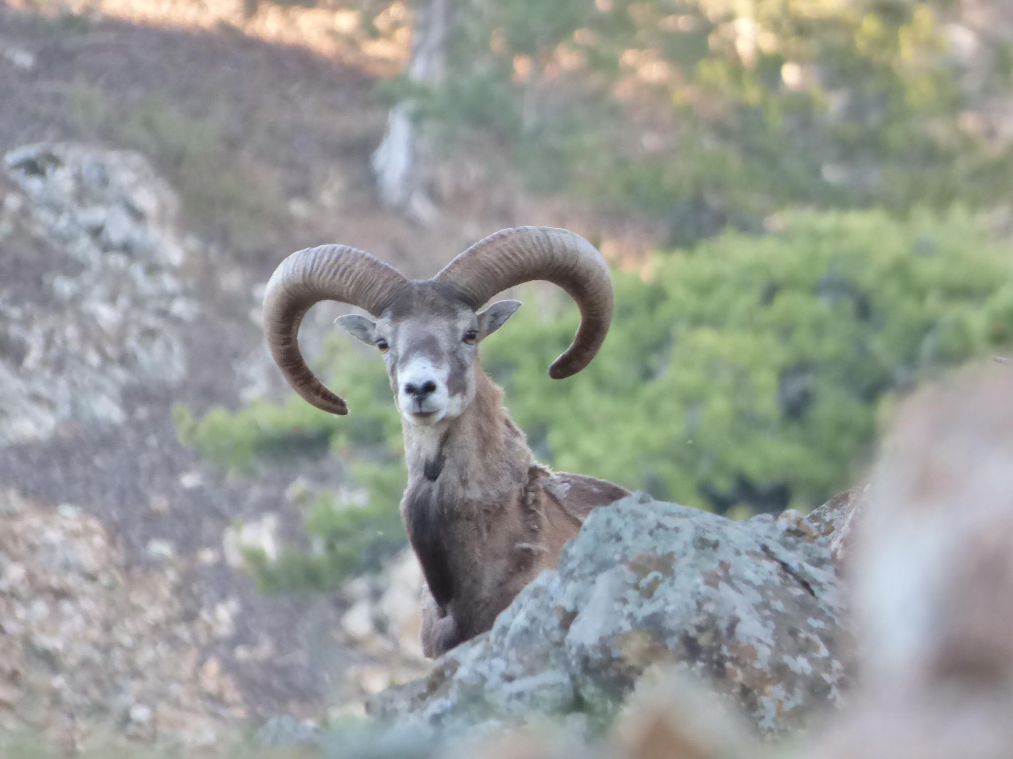 Muflón asiático