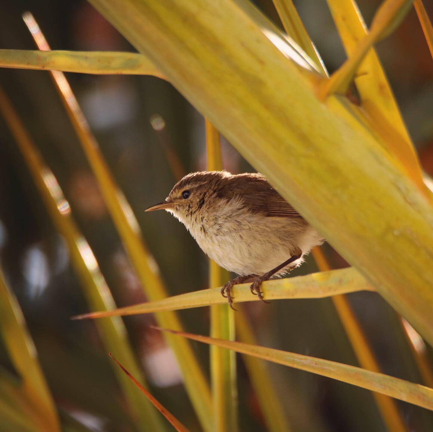 Mosquitero Canario