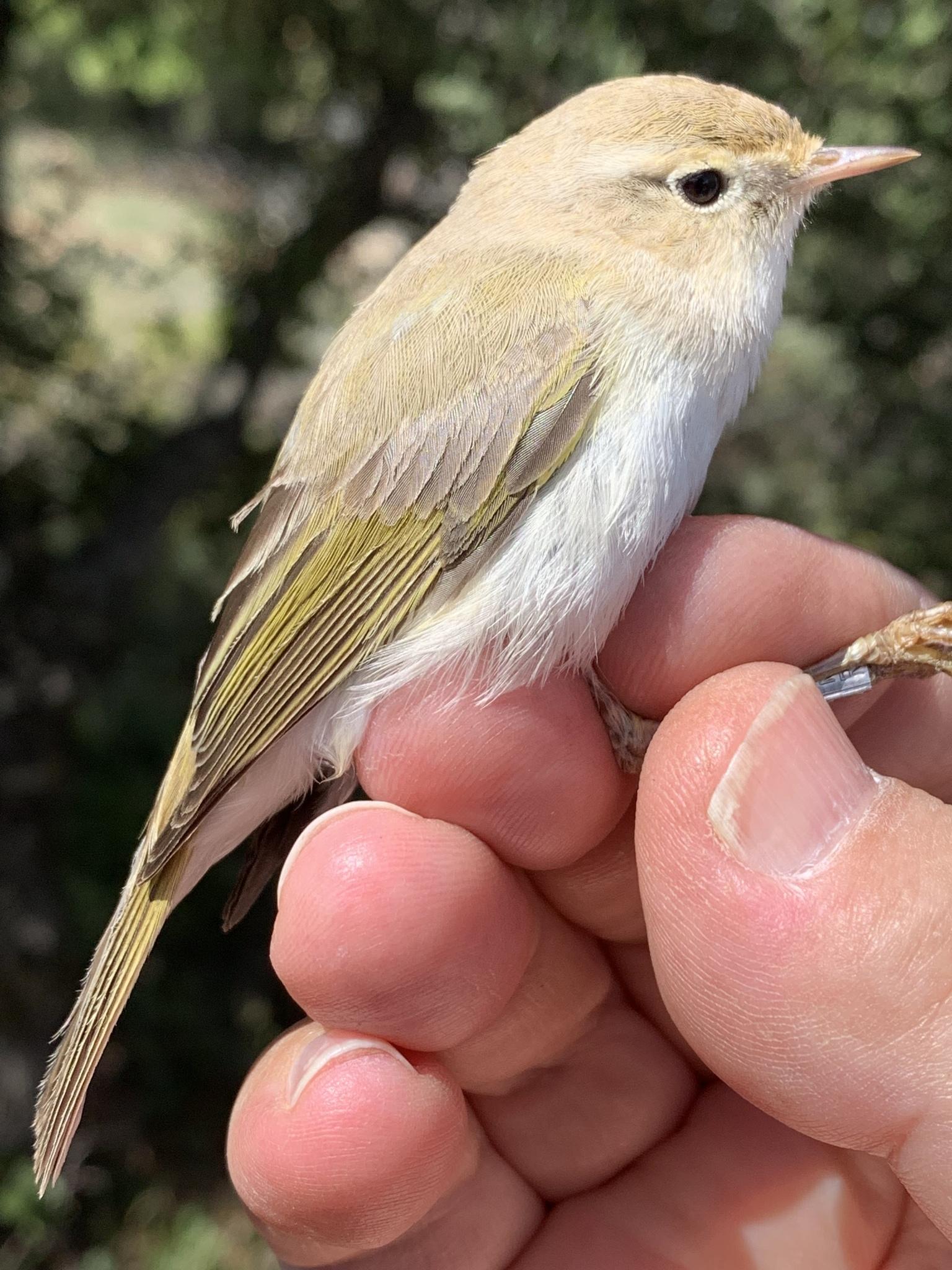 Mosquitero Papialbo