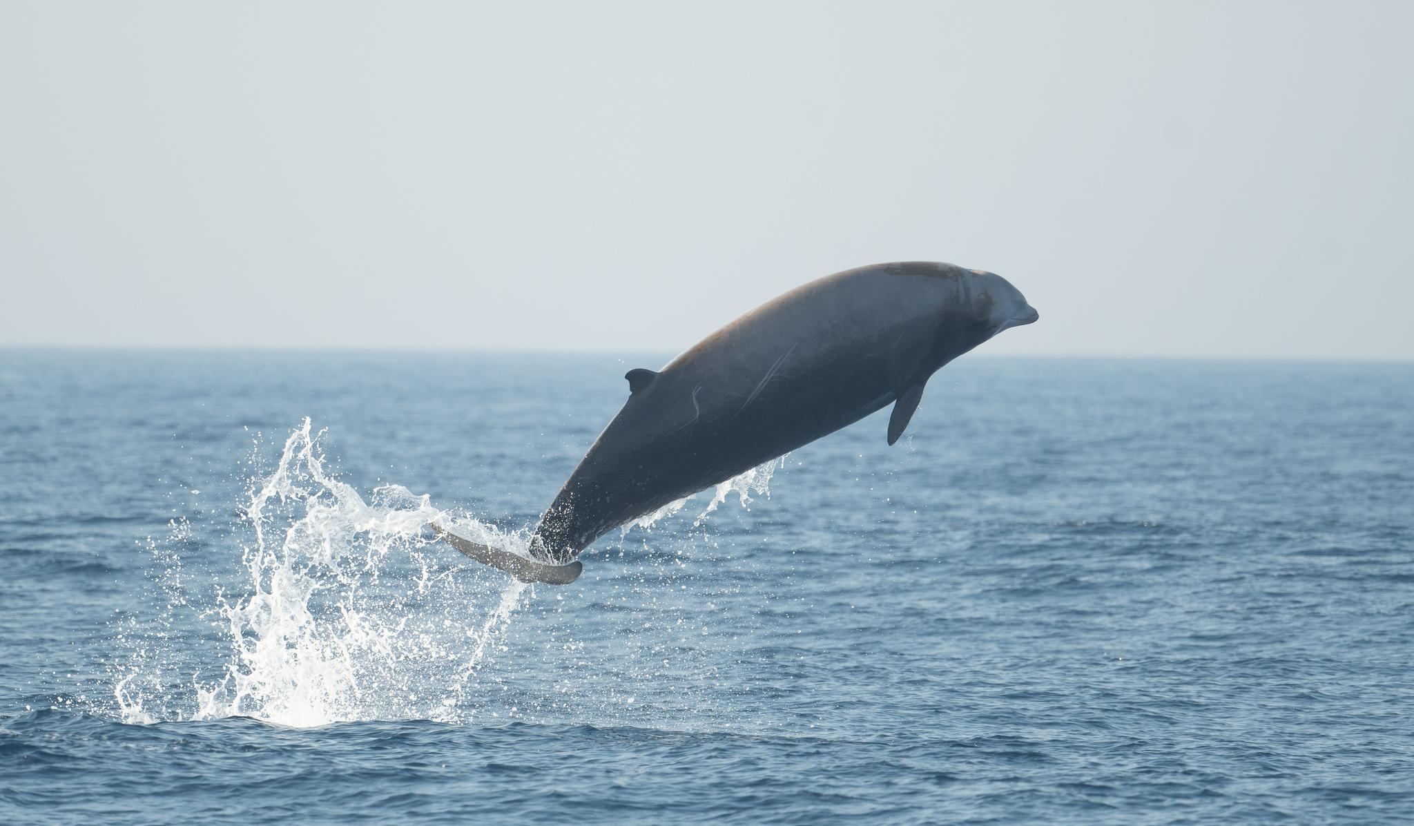 Ballena picuda de Couvier