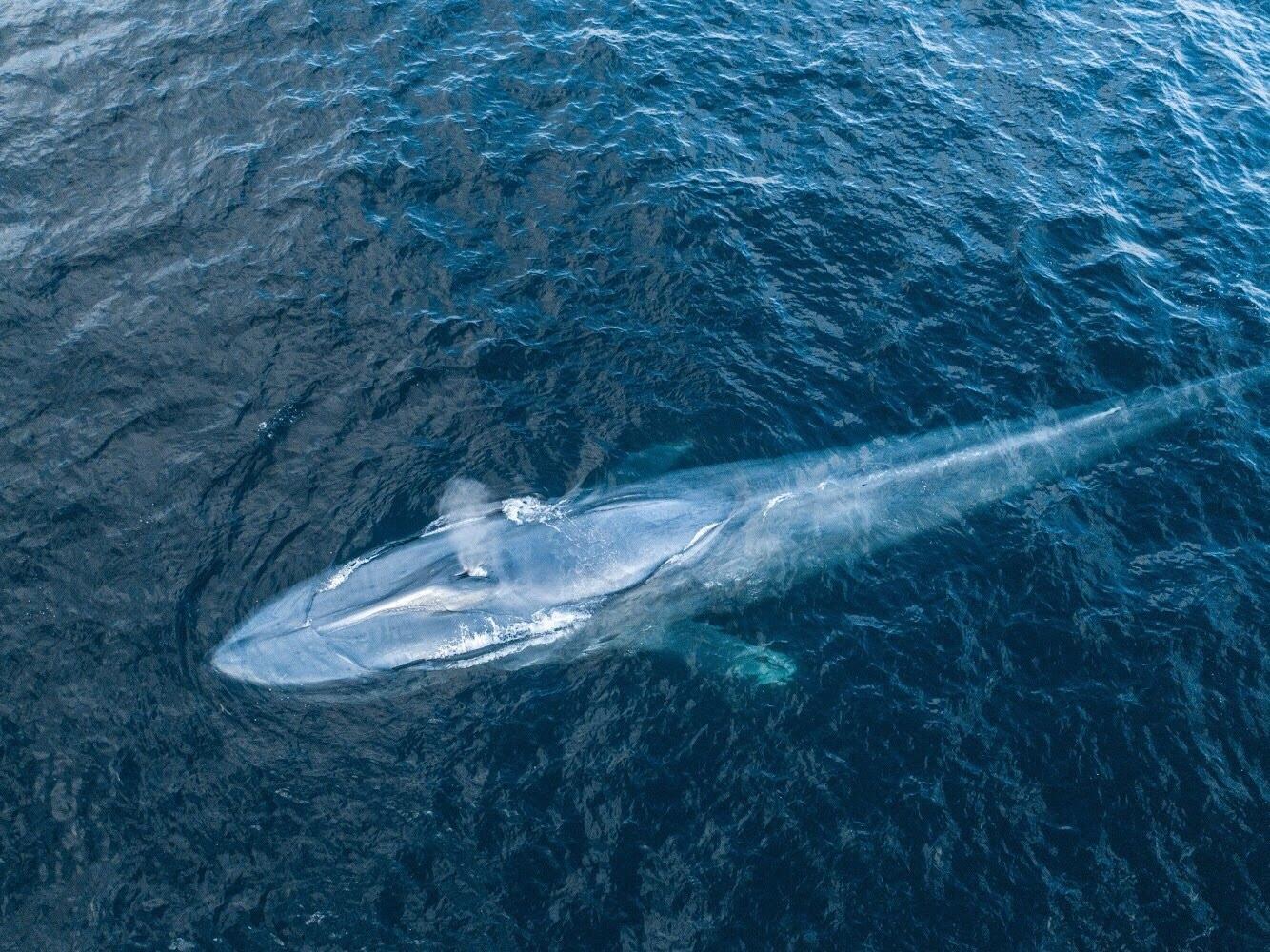 Ballena azul