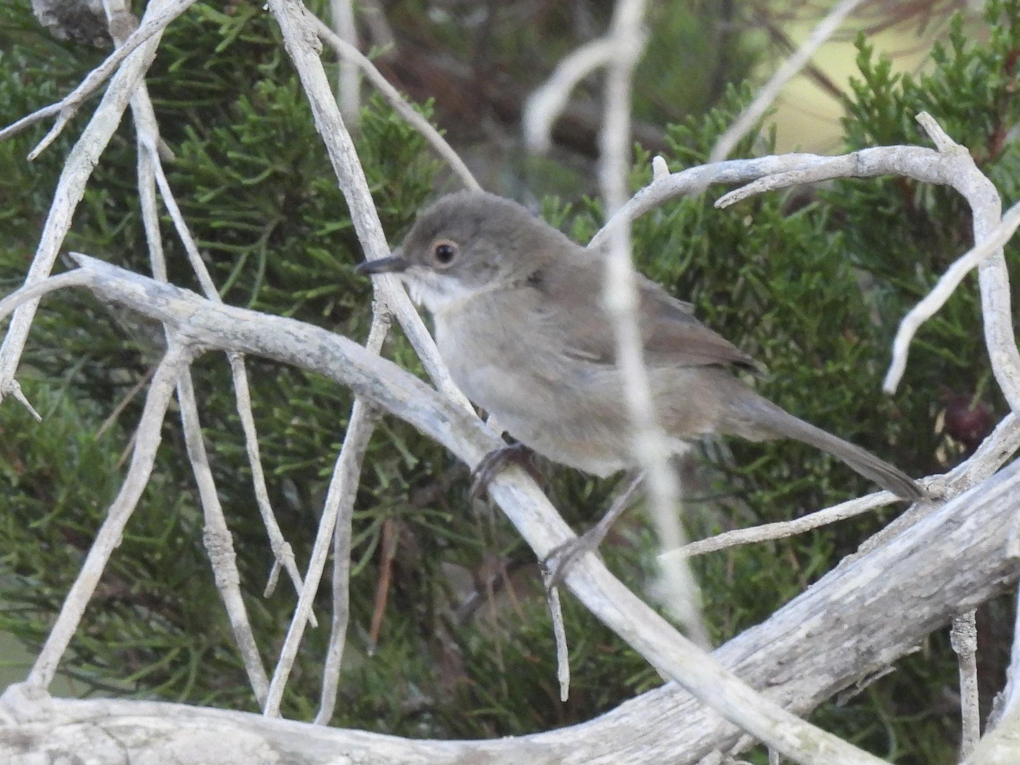 Sardinian Warbler